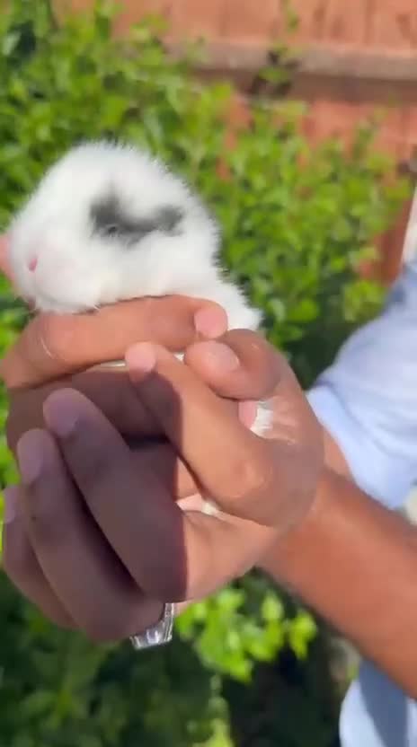 Mixed Breed rabbits for sale: 4 Baby Bunnies Seeking Loving Homes - Video 2