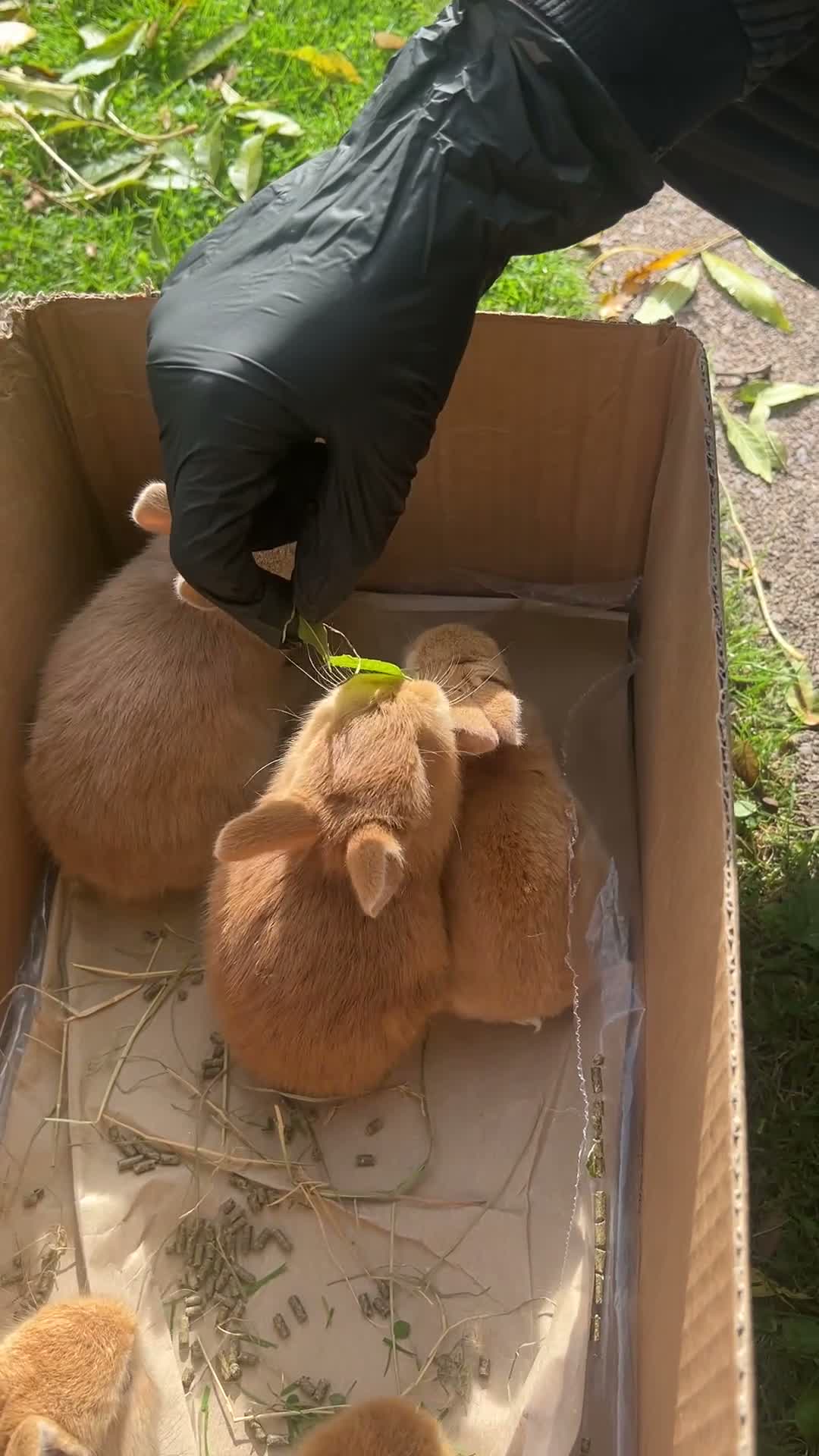Netherland Dwarf rabbits for sale: 5 Netherland Dwarfs Baby Rabbits (3 weeks old)  in Birmingham - Video 2