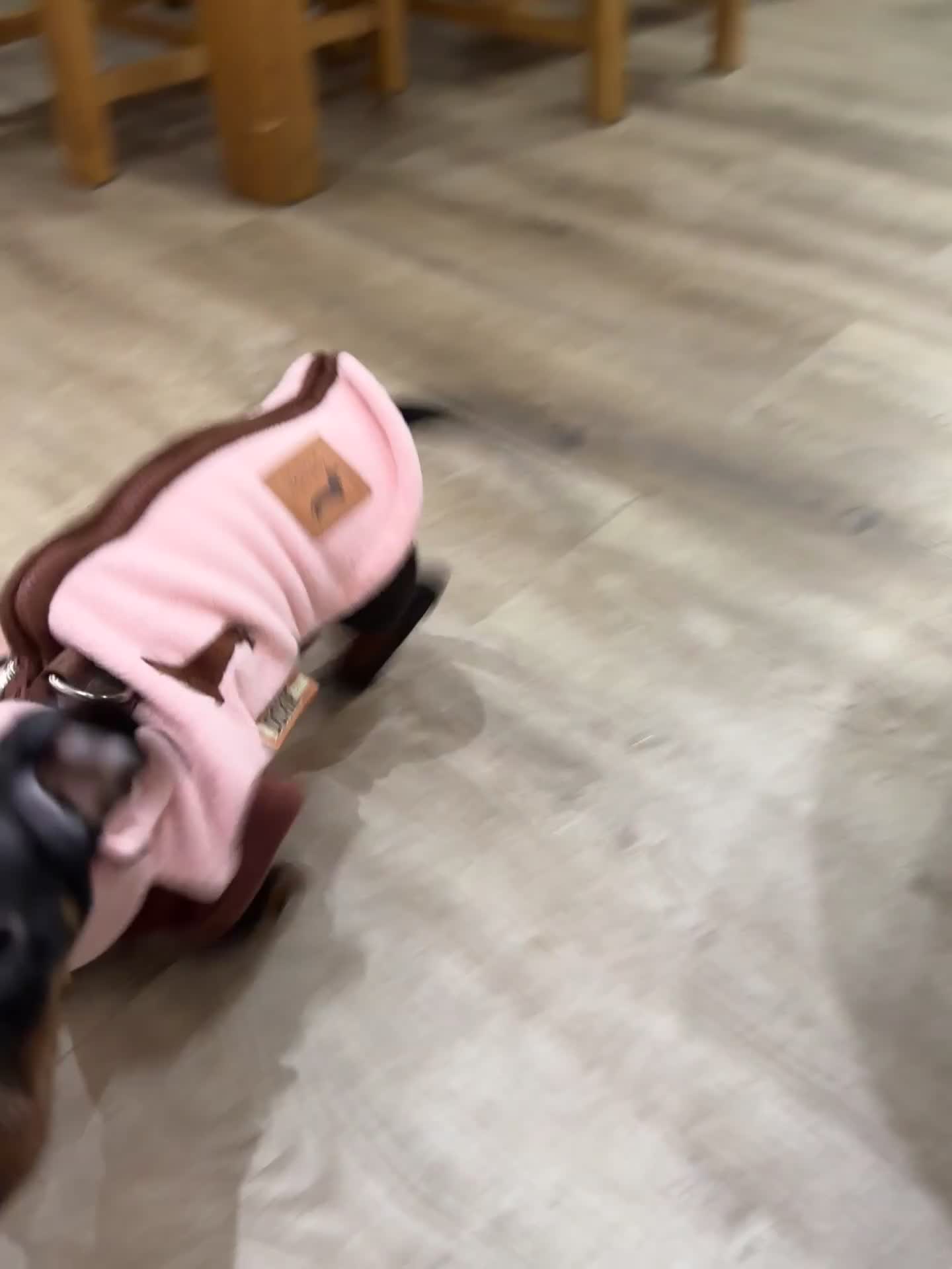 Dachshund dogs for sale: One charming little boy left!! 💚 - Video 1