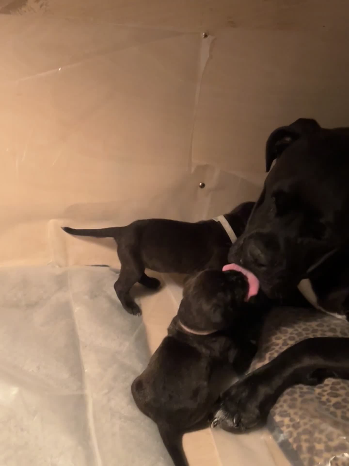 Cane Corso dogs for sale: Yuki X Aries Russian Champ Bloodline Puppies - Video 1