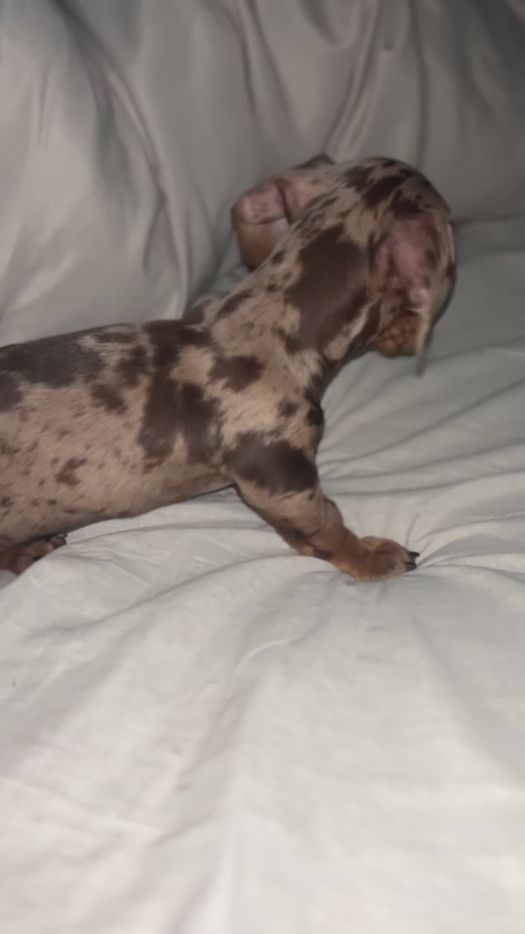 Miniature Dachshund dogs for sale: Female dapple miniature KC reg 💗 - Video 2