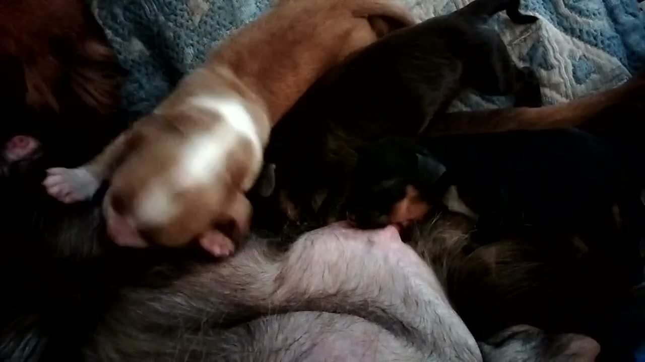 Sprocker dogs for sale: Sprocker in Leicester - Video 1