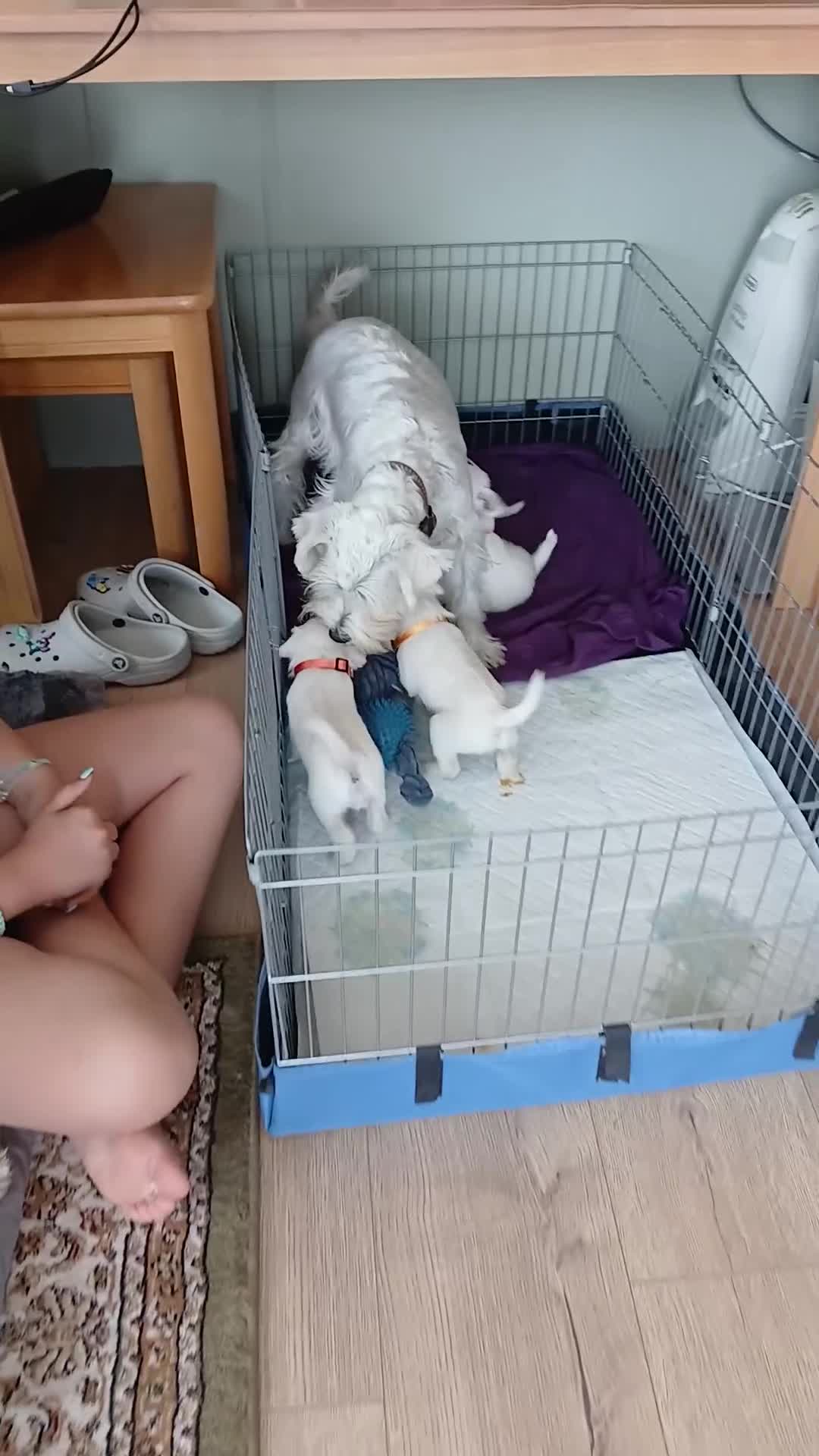 Miniature Schnauzer dogs for sale: Adorable white schnauzer puppies- ready soon! - Video 2