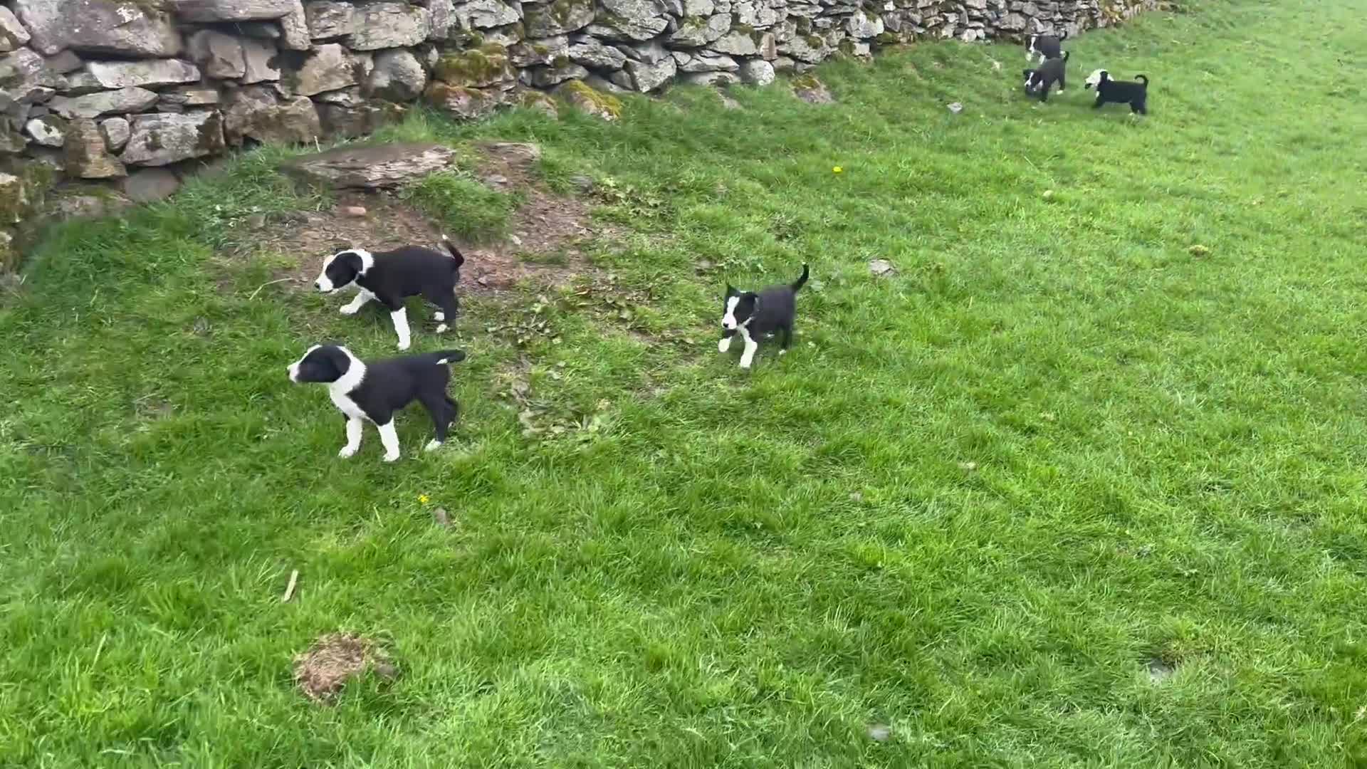 Border Collie dogs for sale: Border Collie Pups in Kendal - Video 1