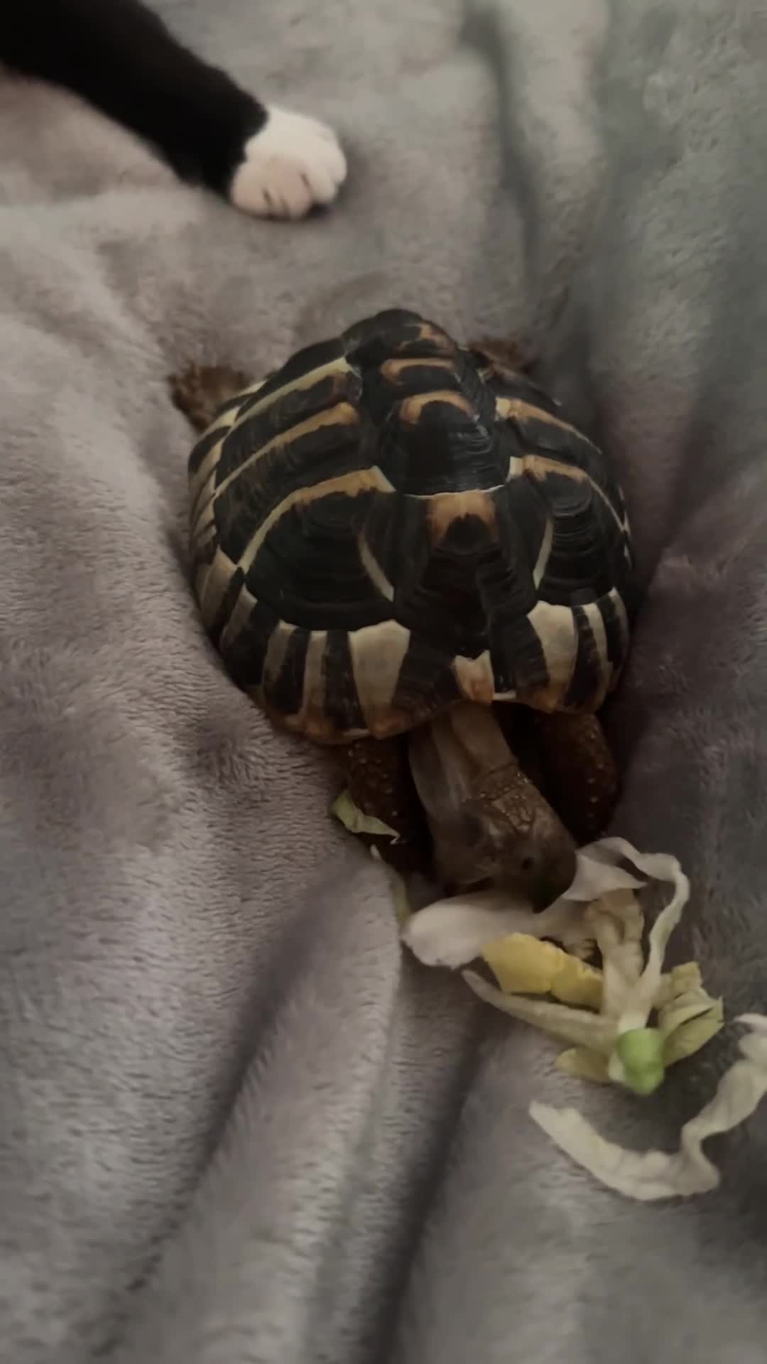 Hermann Tortoise reptiles for sale: Monty the tortoise - Video 2