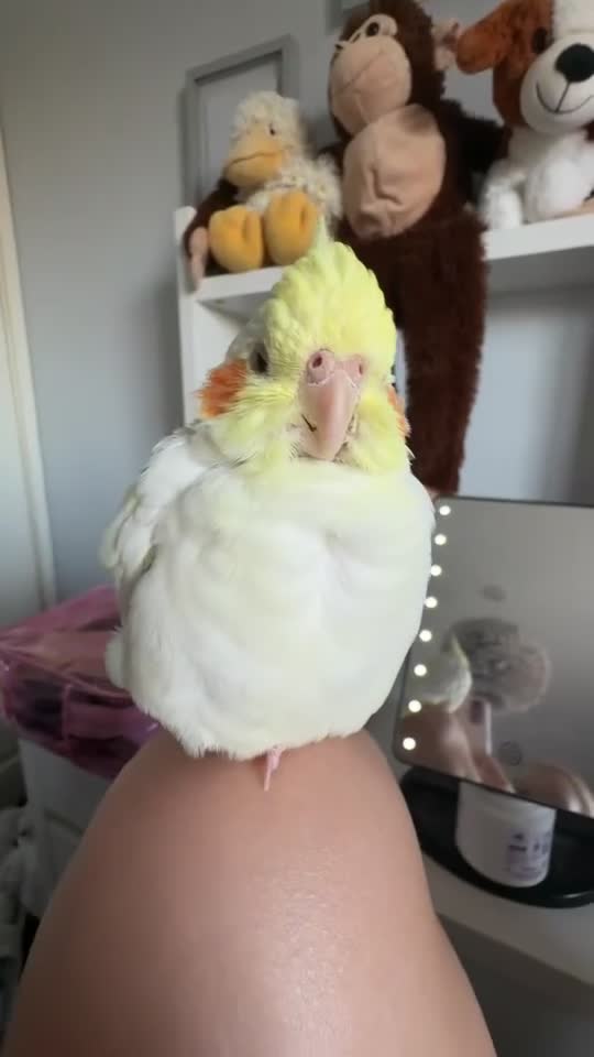 Cockatiels birds for sale: 2 gorgeous cockatiels - Video 5