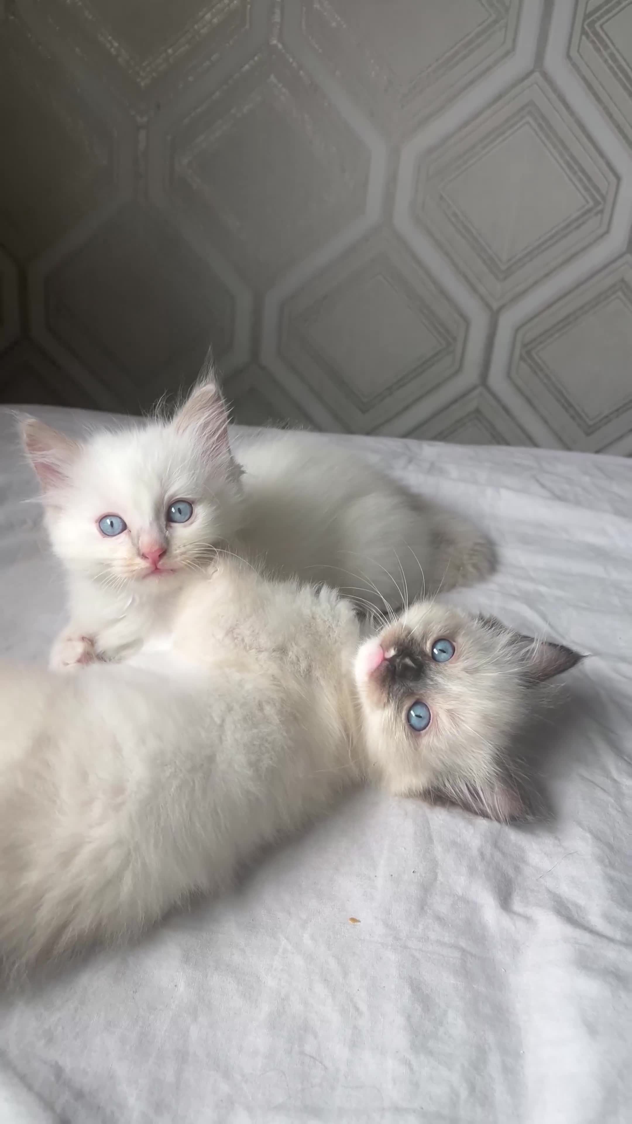 Ragdoll cats for sale: Microchipped Ragdoll kittens ⭐️white and blue eyes - Video 1