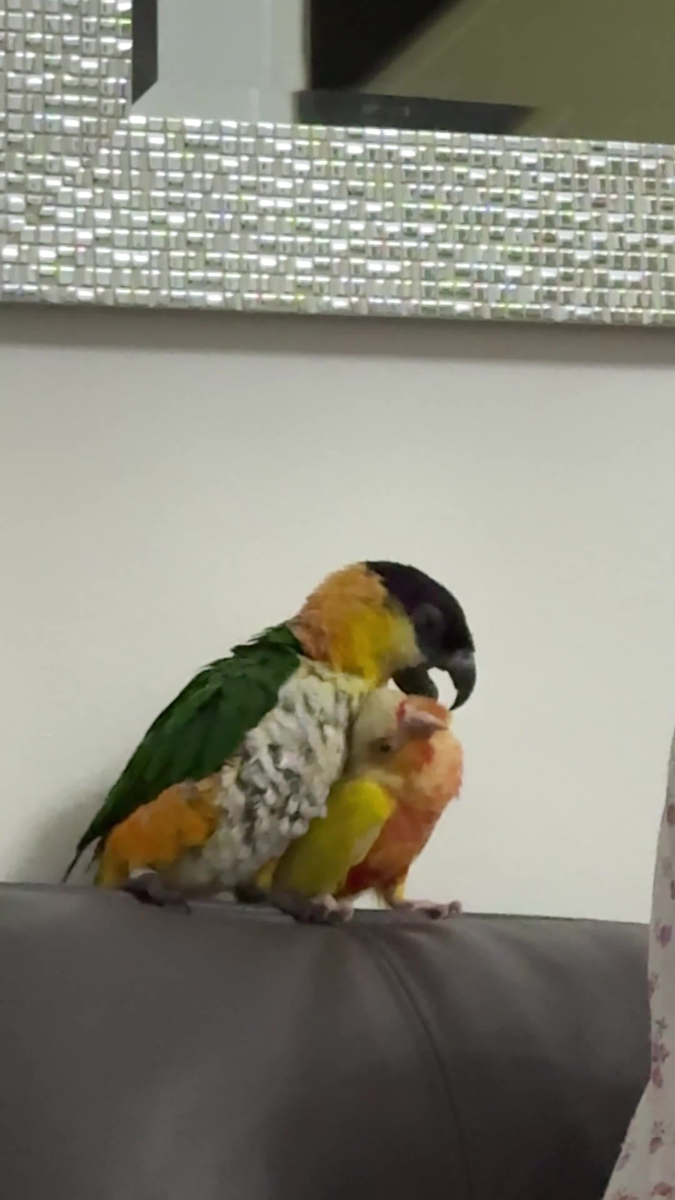 Conures birds for sale: Suncheek conure fully tame & hand reared - Video 2
