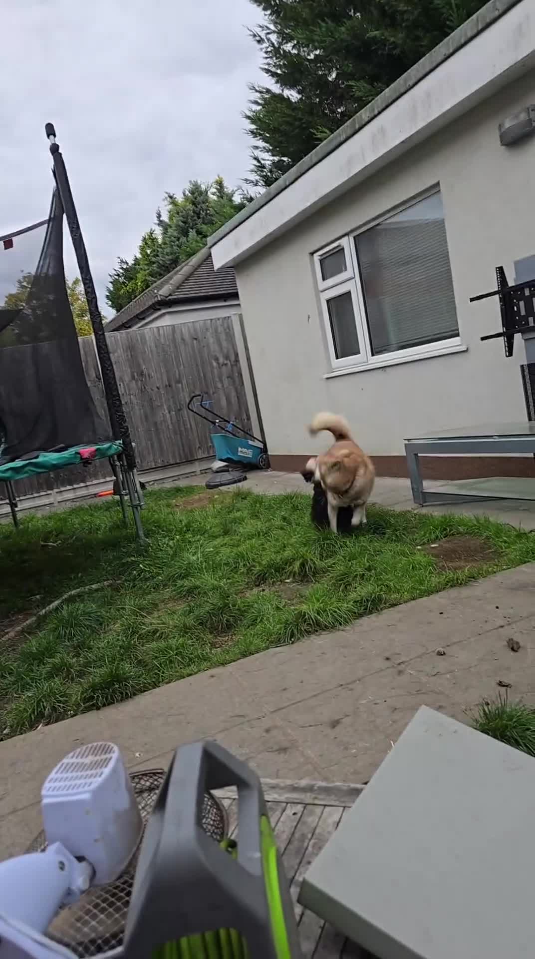 Siberian Husky dogs for sale: Lovley Nova in Pinner - Video 1