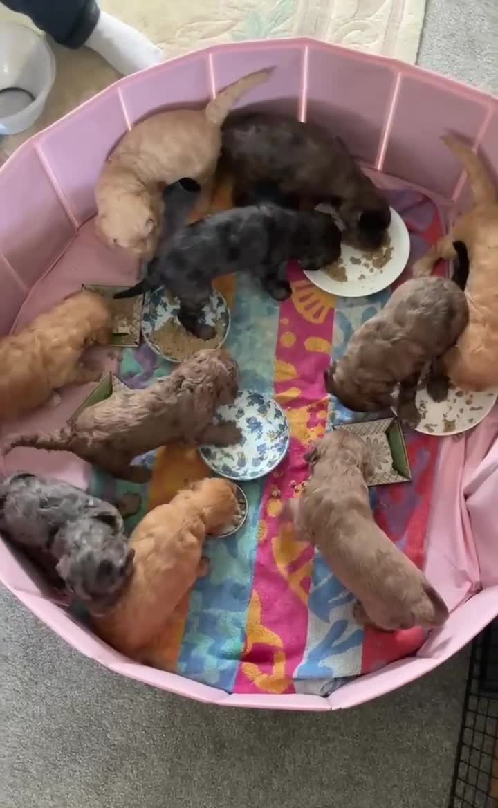 Double Doodle dogs for stud: Doodle for stud (Standard double) - Video 1