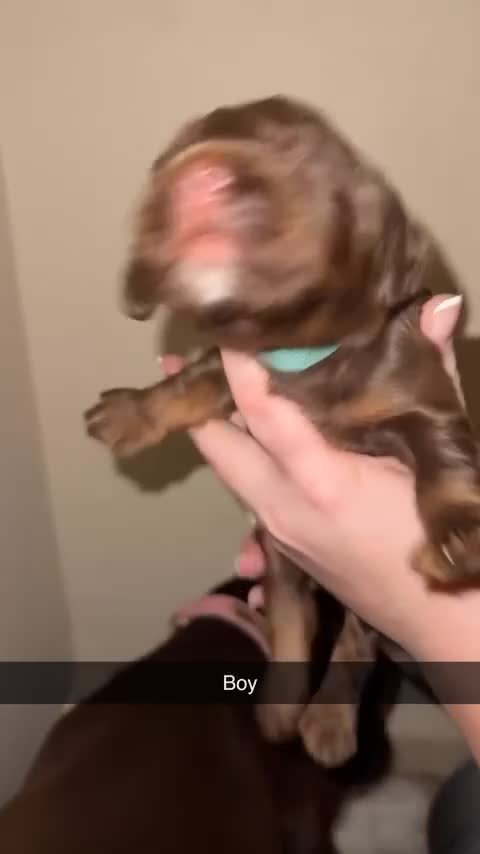 Sprocker dogs for sale: 7 Beautiful Sprocker Spaniel Puppies - Video 1