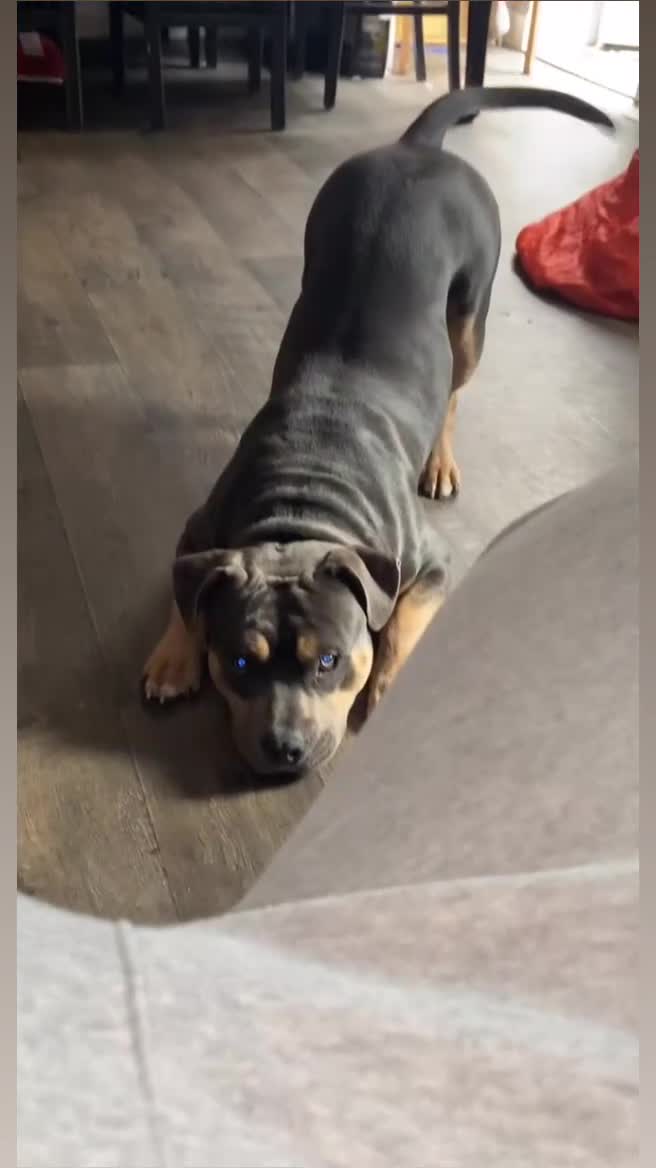American Bull Staffy dogs for stud: AMERICAN STAFFORDSHIRE TERRIER AT STUD  in Bath - Video 2