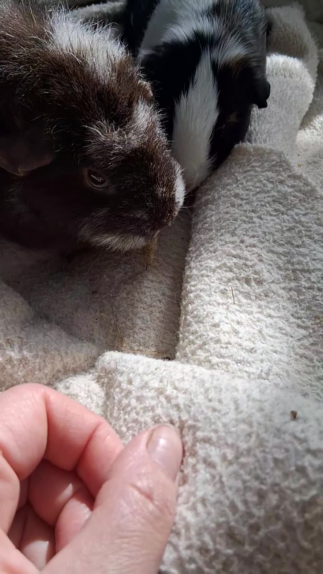 Guinea Pig rodents for sale: 🐹 Two adorable guinea pigs  in Slough - Video 4