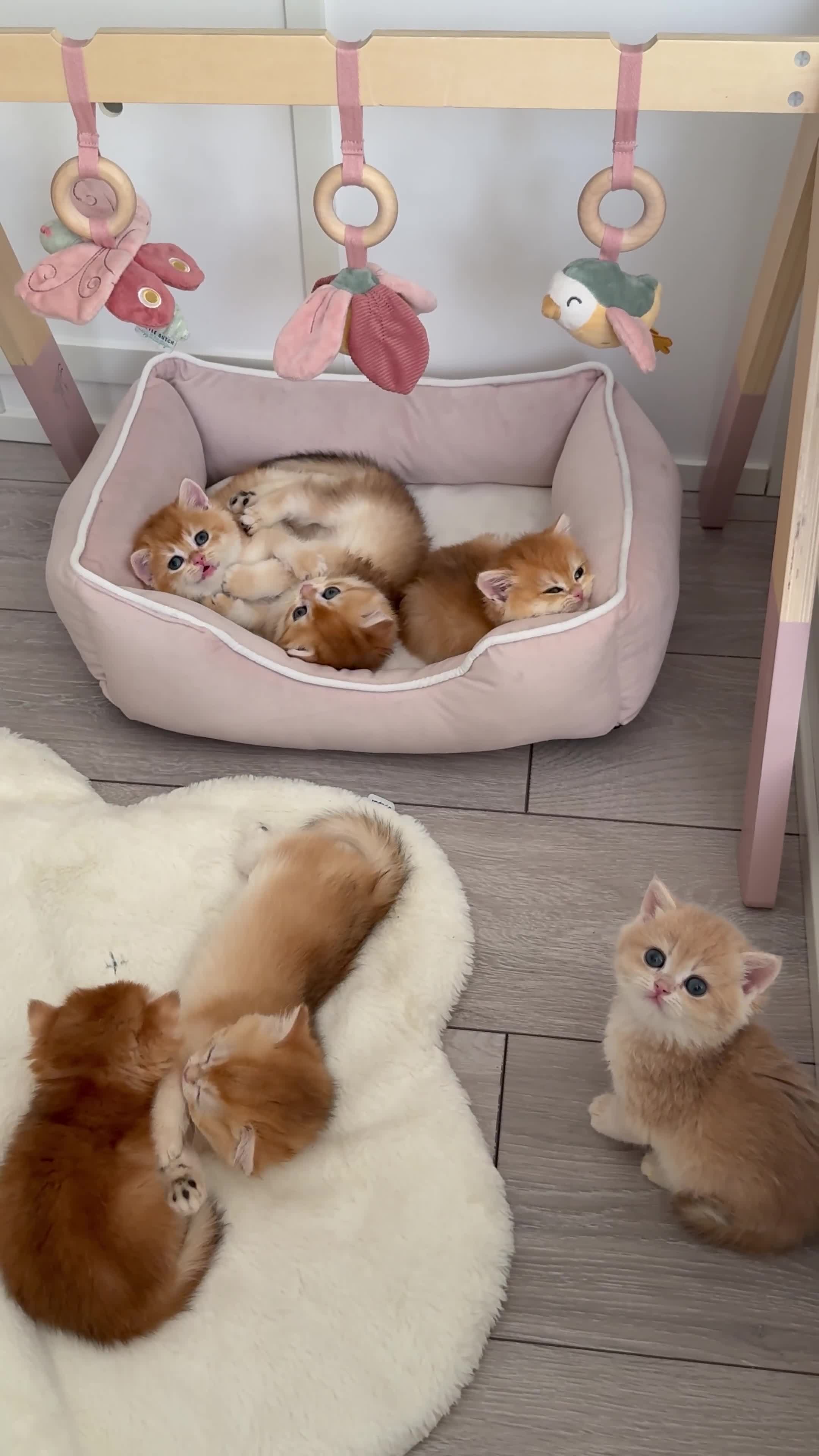Brazilian Shorthair cats for sale: Golden British Shorthair kittens - Video 5
