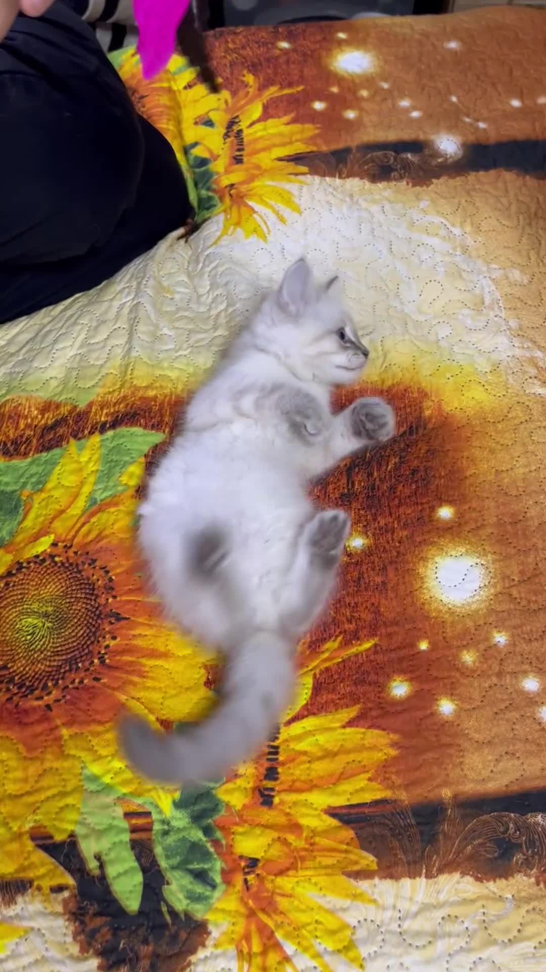 Ragdoll cats for sale: ❗️❤️5 Incredibly Beautiful Ragdoll Kittens❤️🐈  - Video 2