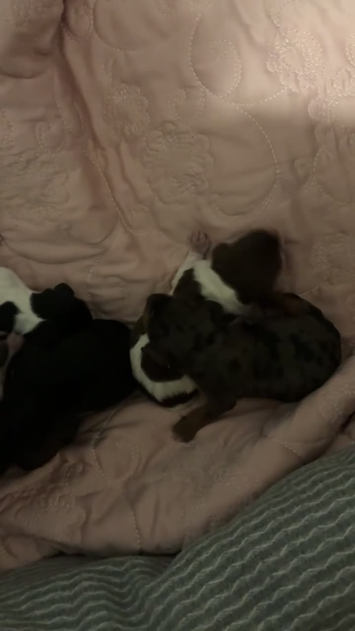 Miniature Dachshund dogs for sale: Miniature Dachshund puppies in Warrington - Video 3