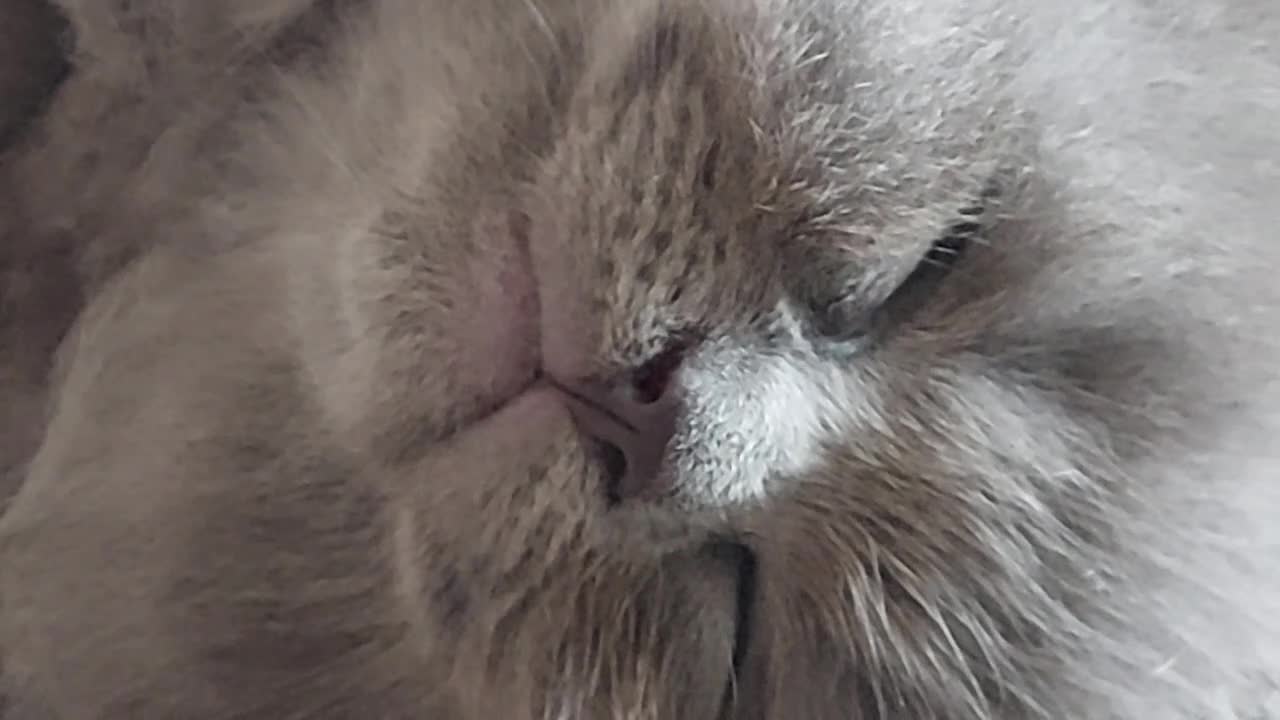 Ragdoll cats for sale: Ragdoll X British long hair blue mix. - Video 2