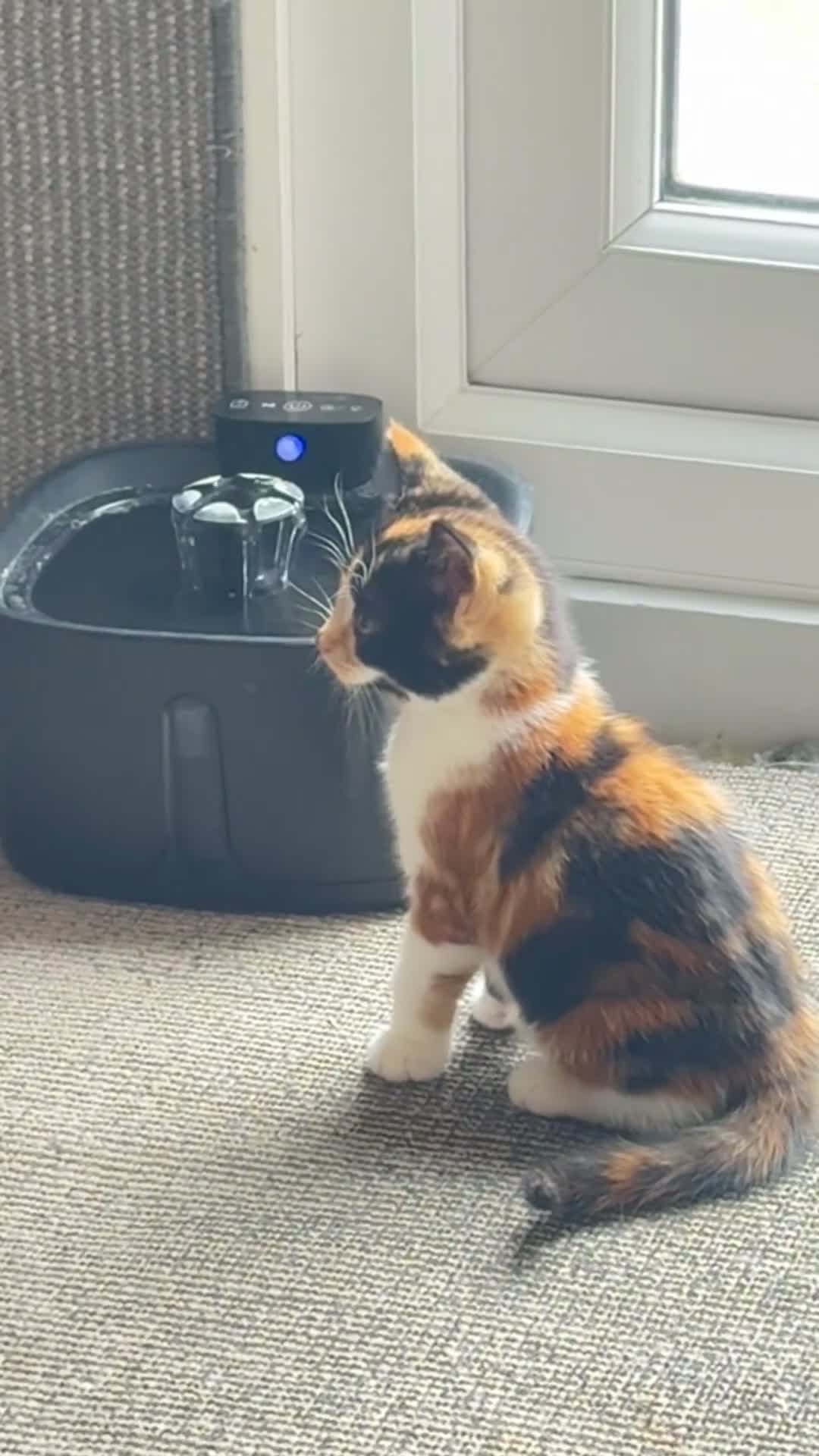 Mixed Breed cats for sale: Beautiful female cat - Video 2