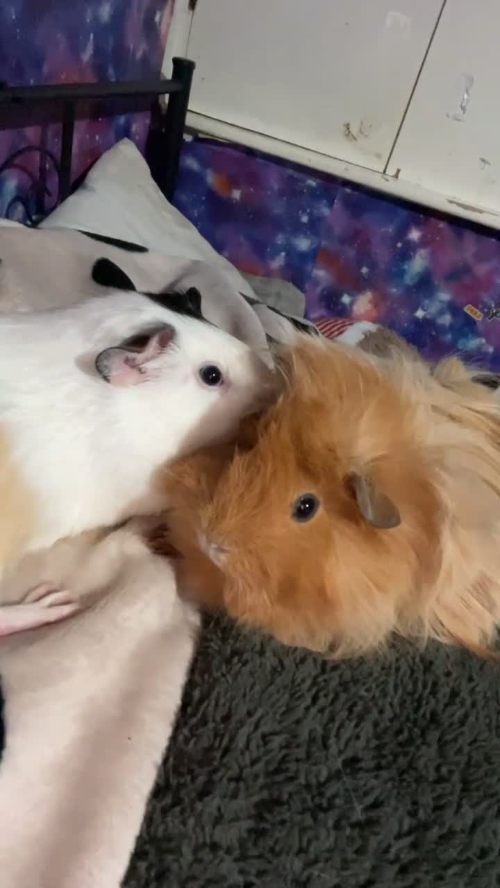 Guinea Pig rodents for sale: Guinea pigs two females  - Video 1