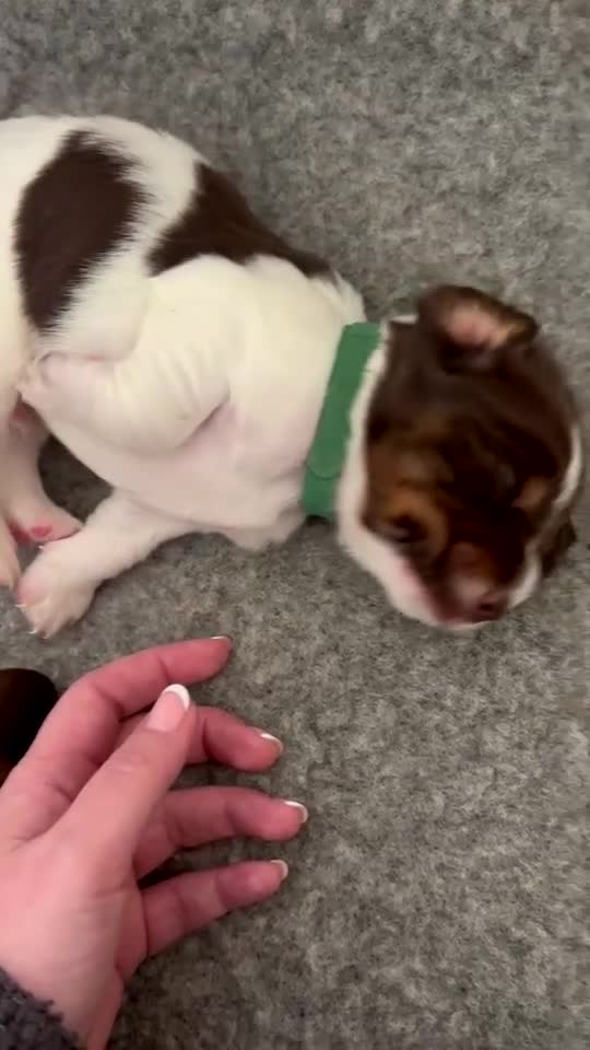 Sprocker dogs for sale: 1 male sprocker pup  - Video 1