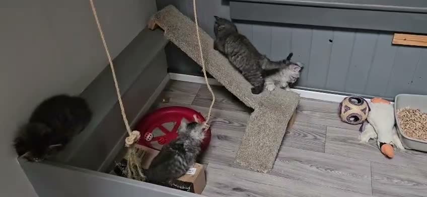 Maine Coon cats for sale: Large Maine Coon kittens regd European bloodline - Video 1