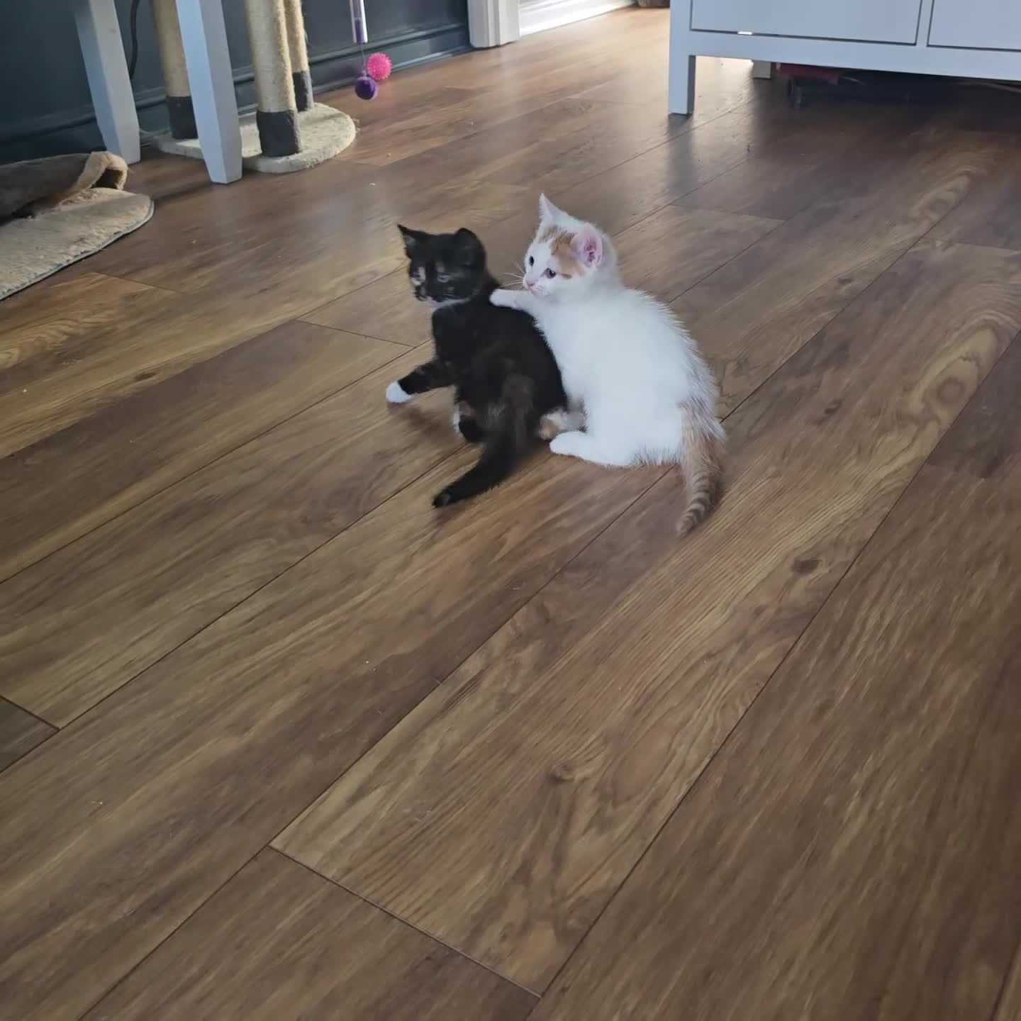 Mixed Breed cats for sale: SweetPlayfulKitten–Socialised with Dog 😻 - Video 2