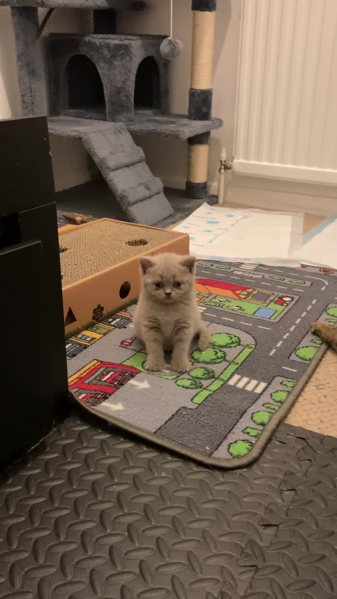 British Shorthair cats for sale: Gorgeous Lilac BSH Kittens Ready 28 June in Hemel Hempstead - Video 5