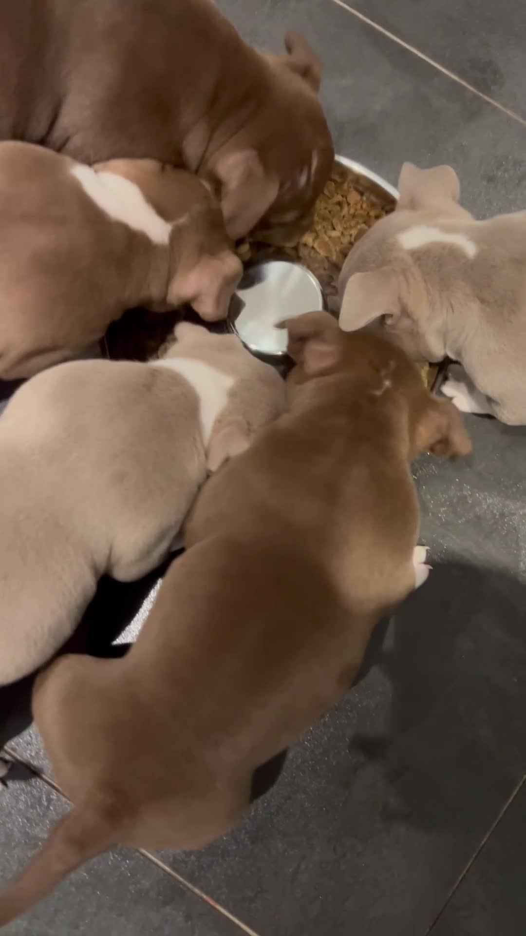 American Bully dogs for sale: American pocket bullys - Video 1