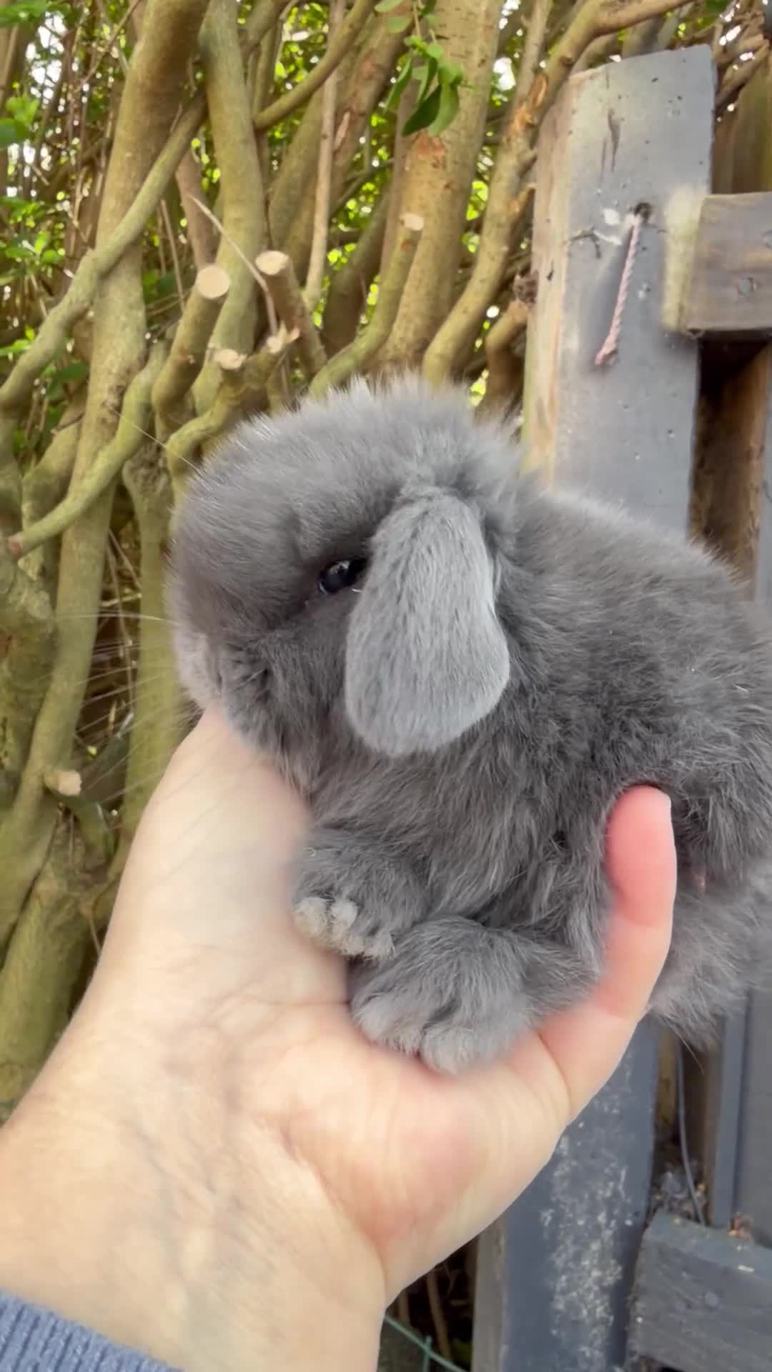 Mini Lop rabbits for sale: stunning baby mini lops - Video 1