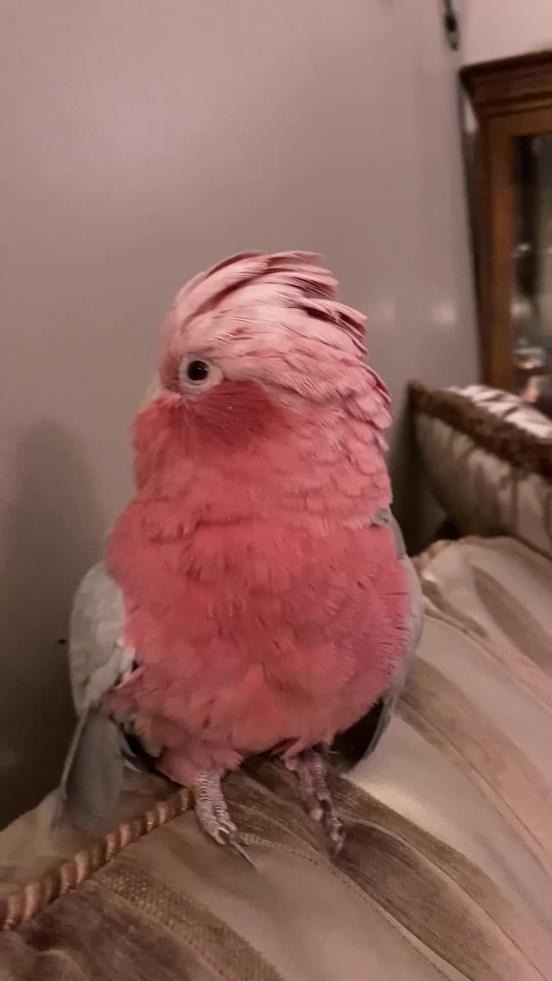 Cockatoo birds for sale: Female Galah Cockatoo - Video 2