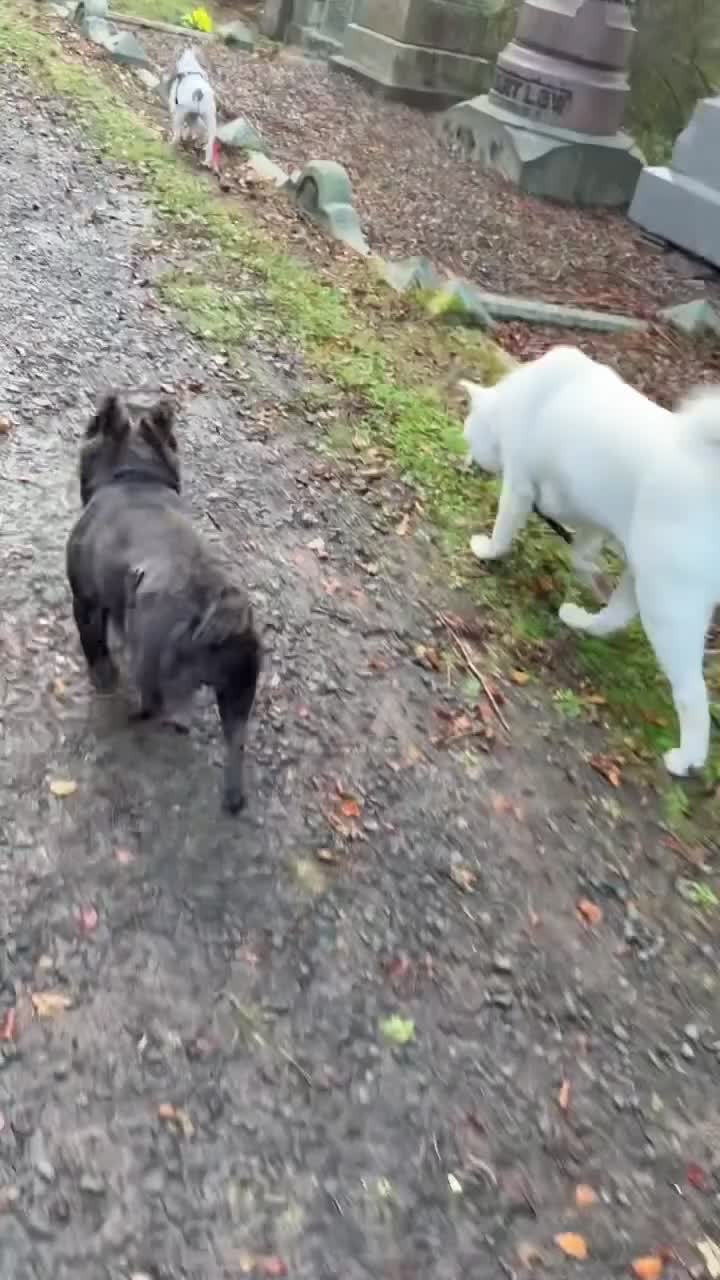 Japanese Akita Inu dogs for sale: Beautiful, Well-Trained Japanese Akita  - Video 3