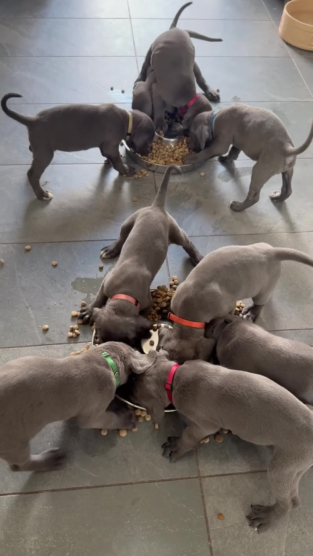 Cane Corso dogs for sale: X-Man Bloodline, Pedigree Cane Corso Puppies - Video 2