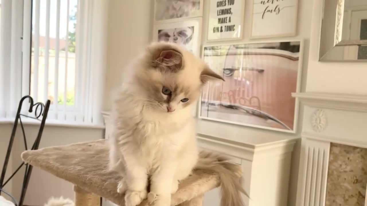 Ragdoll cats for sale: READY NOW *** GCCF REGISTERED RAGDOLL KITTENS - Video 4