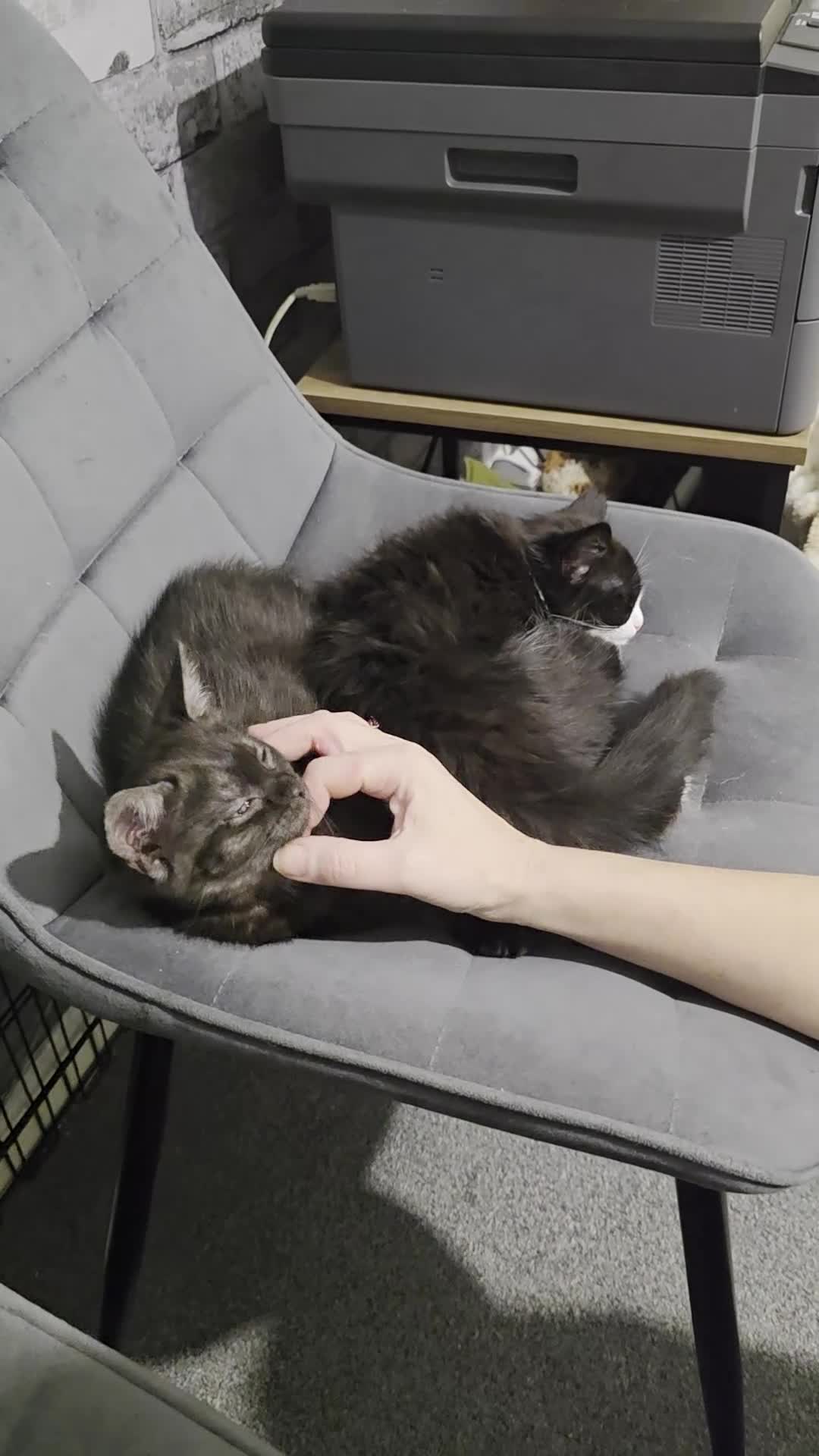 Mixed Breed cats for sale: Bonded sisters looking for forever home - Video 1