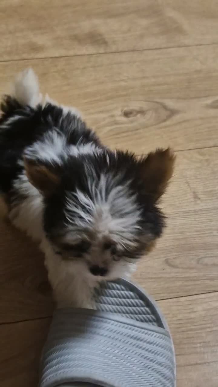 Biewer Terrier dogs for sale: Pure Miniature Biewer Terrier Puppies - Video 1