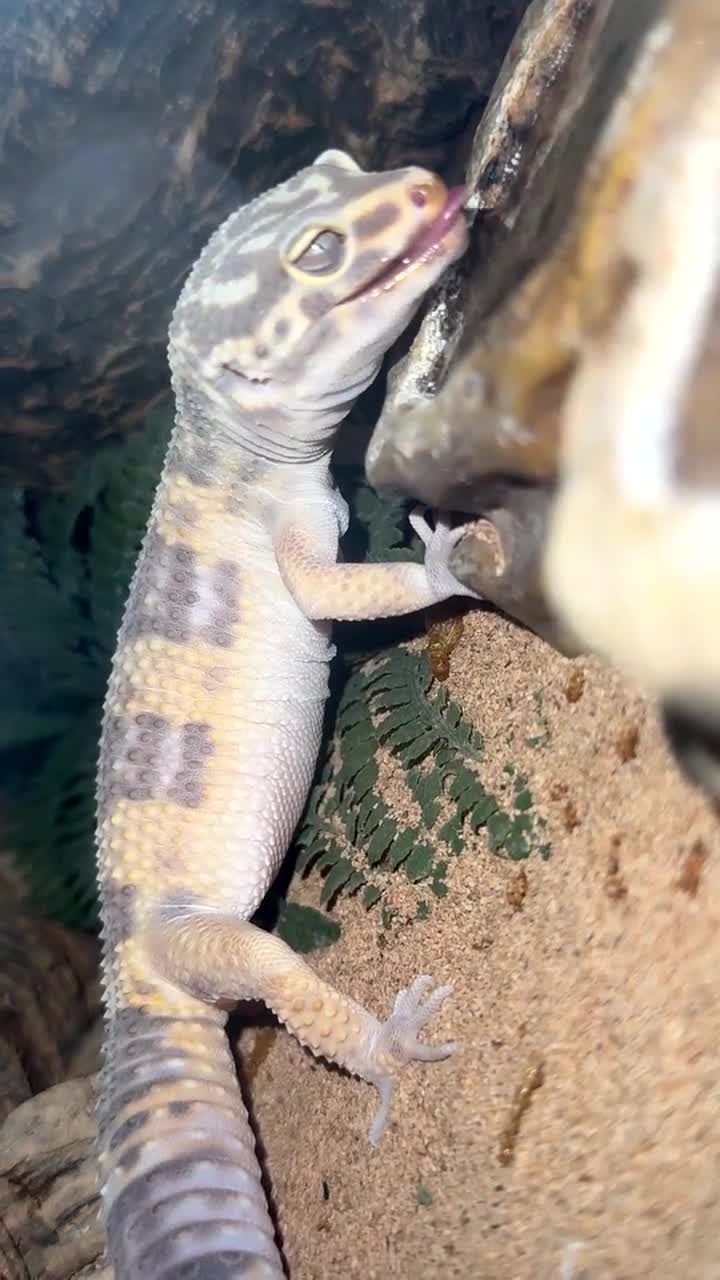 Leopard Gecko reptiles for sale: Female albino leopard gecko in Fakenham - Video 2