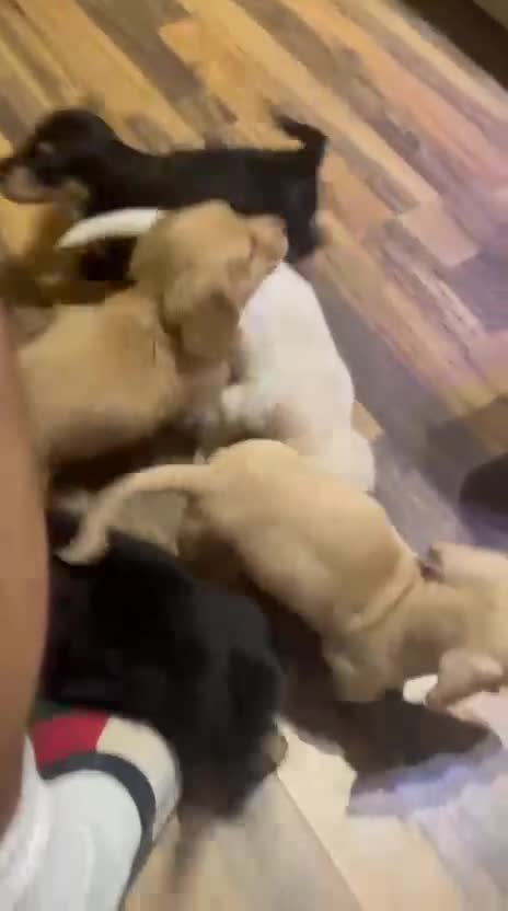Miniature Dachshund dogs for sale: 1 boy 1 girl long haired ** - Video 2