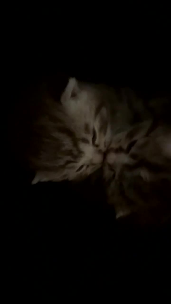 British Shorthair cats for sale: GCCF Bi-colour BSH kittens - Video 2