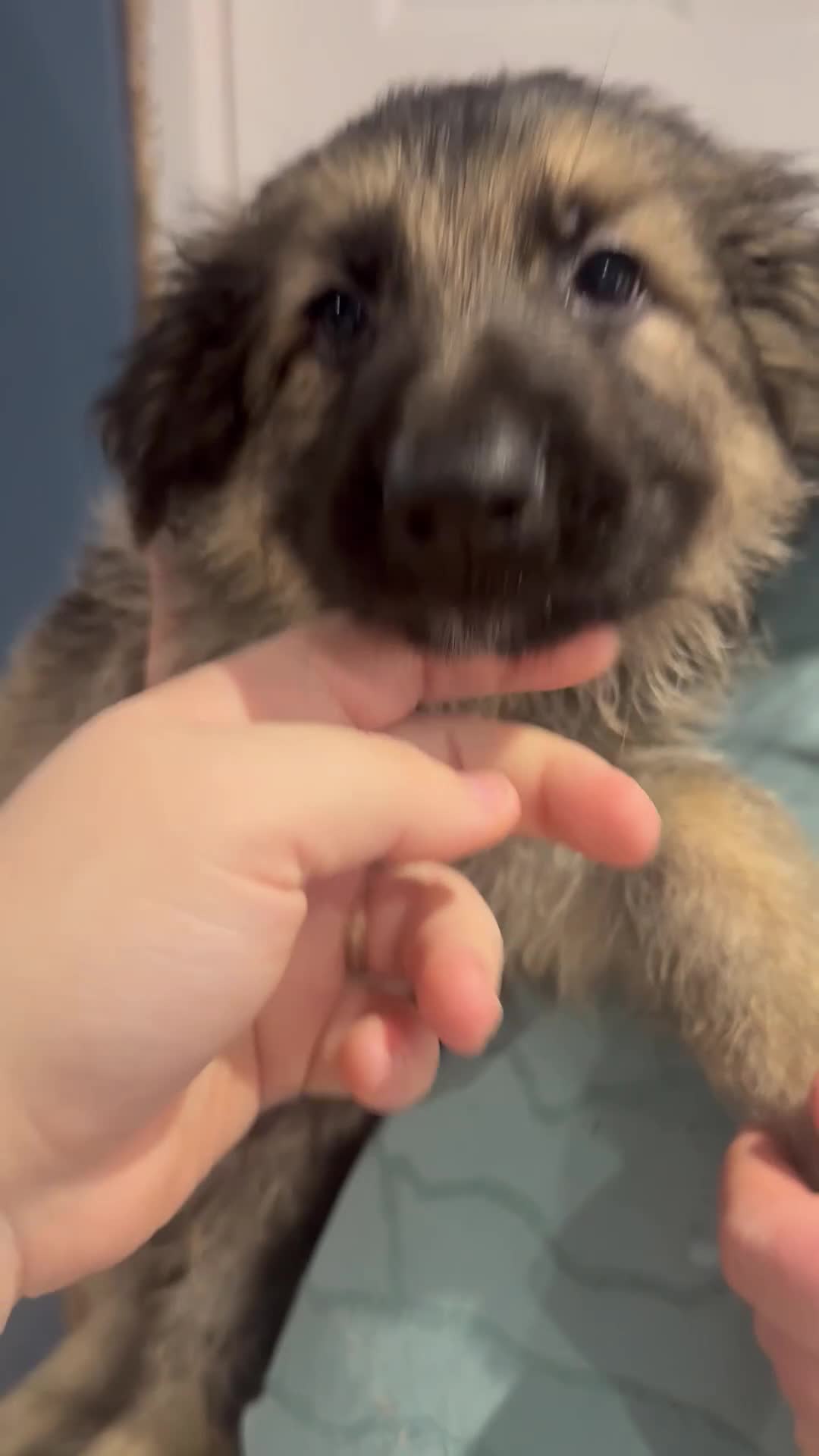 German Shepherd dogs for sale: German Shepherd puppies *Open to sensible offers* - Video 4