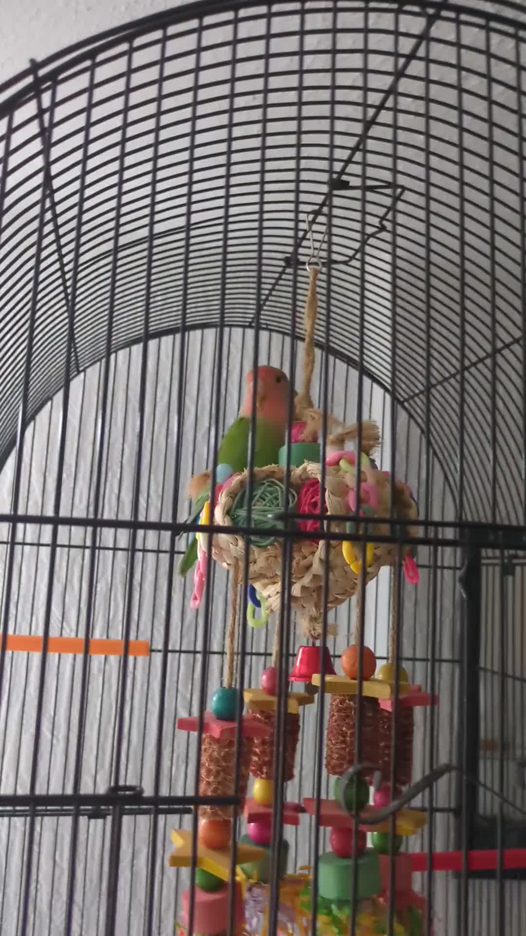 Lovebirds birds for sale: UNTAMED Female Lovebird  - Video 1