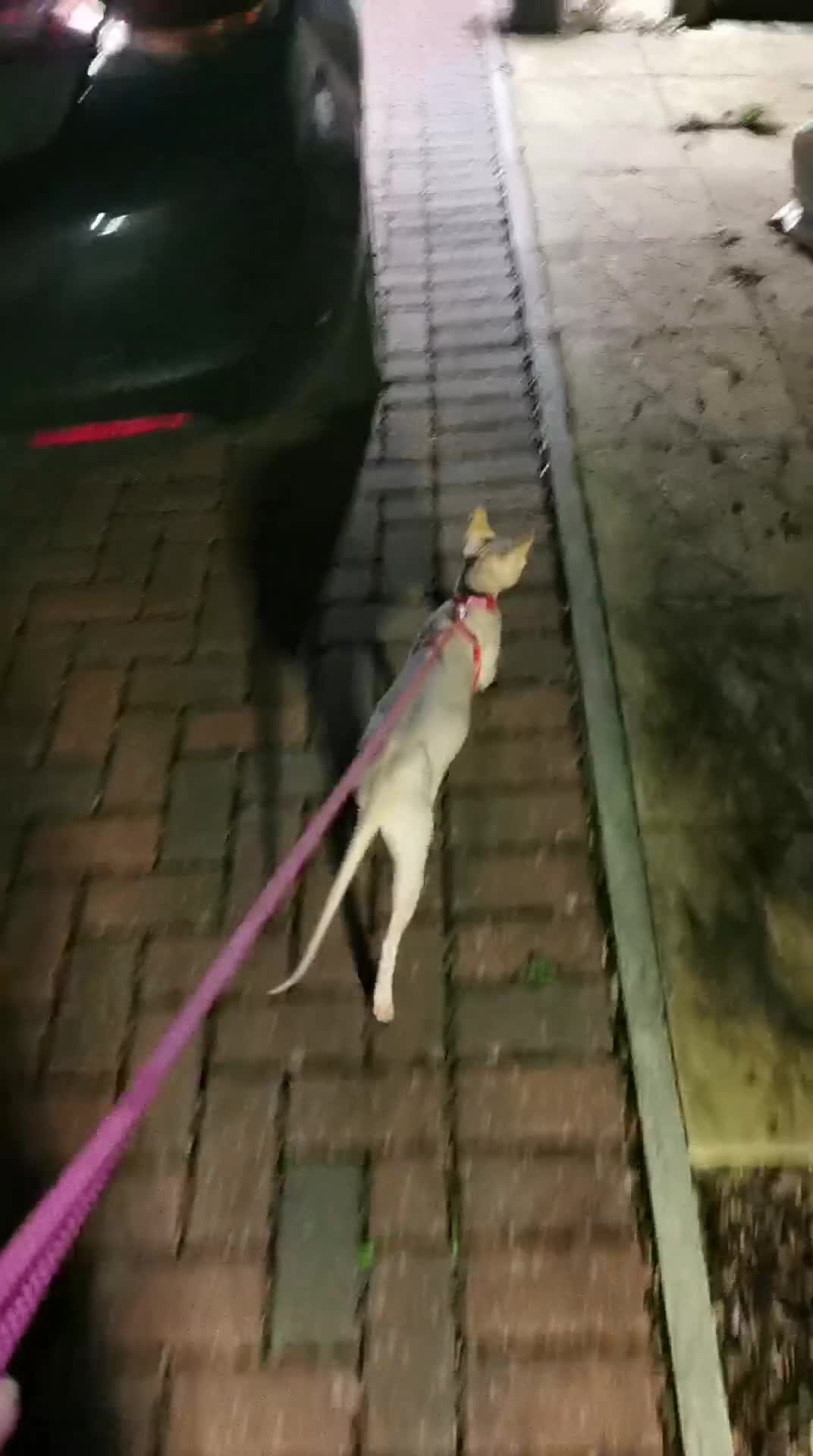 Sphynx cats for stud: Sphynx boy for stud  in Southampton - Video 3