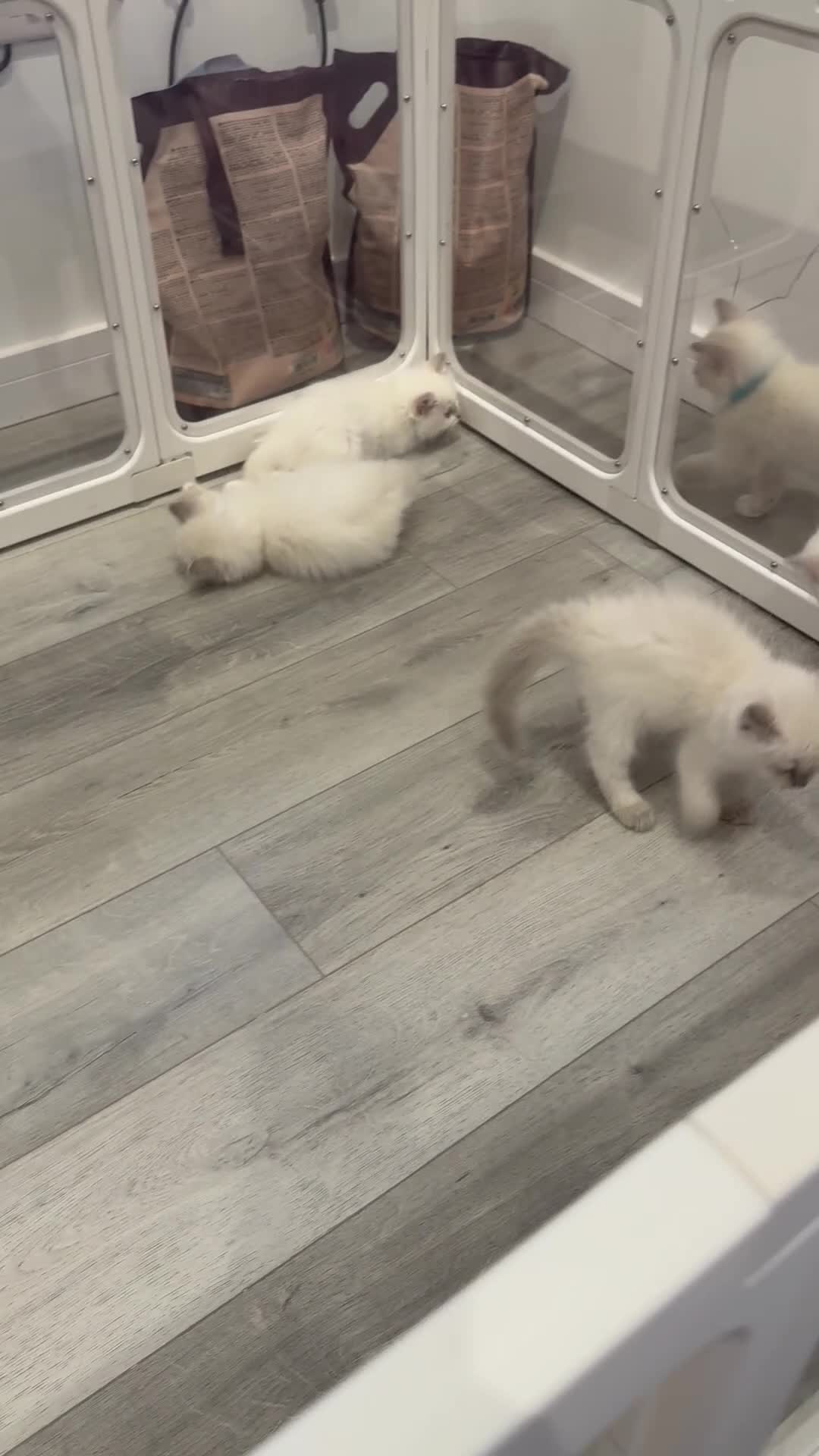Ragdoll cats for sale: ✨ Beautiful GCCF Registered Ragdoll Kittens ✨ - Video 1