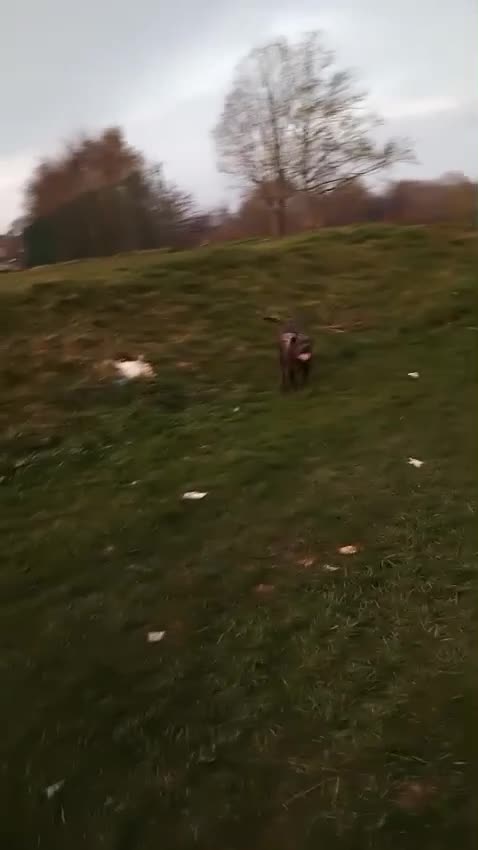 Cane Corso dogs for sale: Cane Corso - Video 1