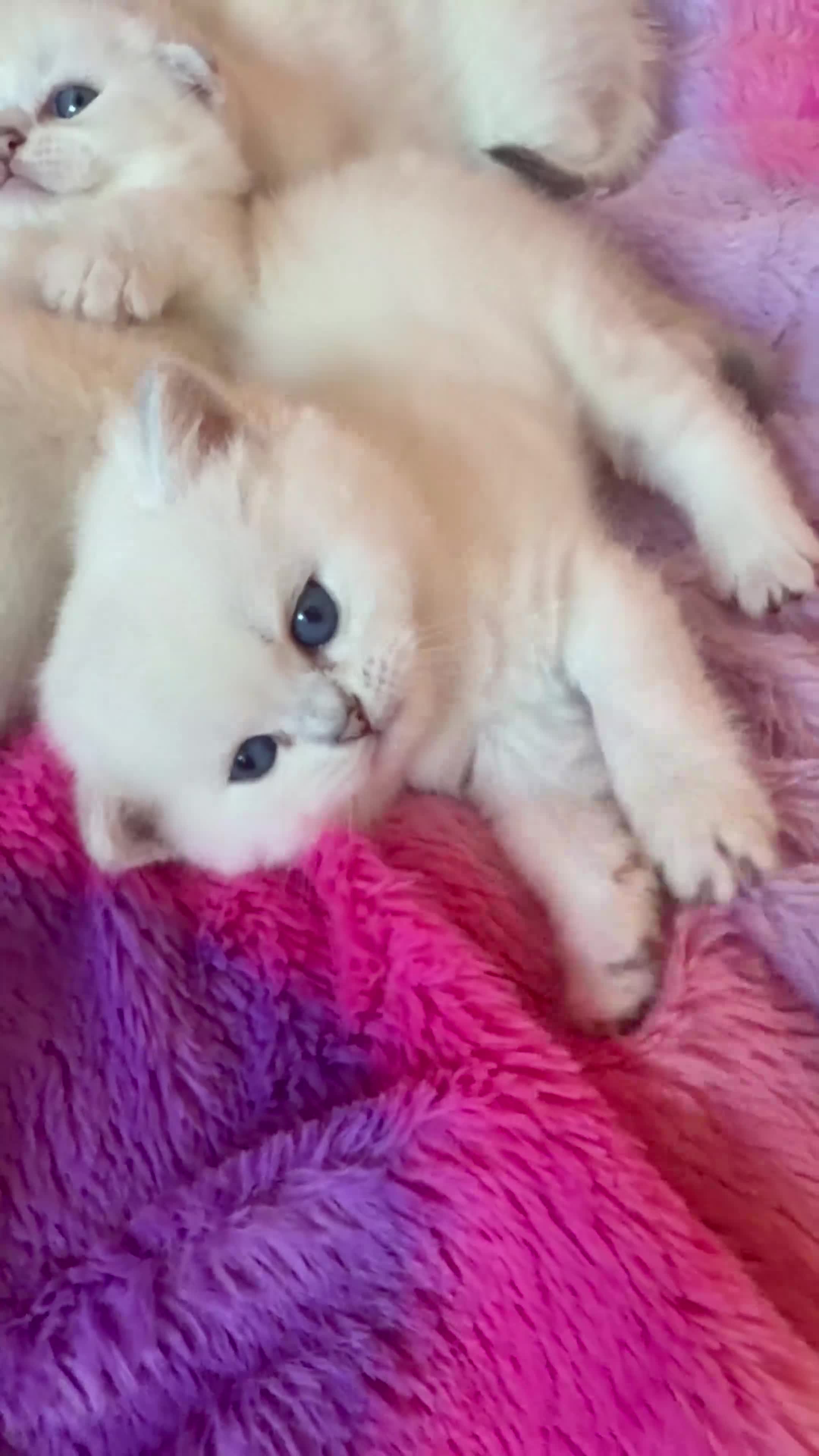 Scottish Fold cats for sale: Silver chinchilla Scottish folds  - Video 2