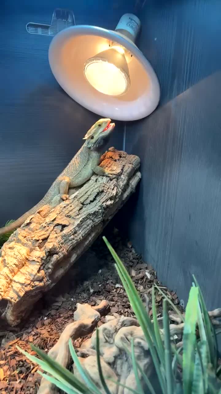 Bearded Dragon reptiles for sale: Bearded dragon and full setup for sale - Video 1