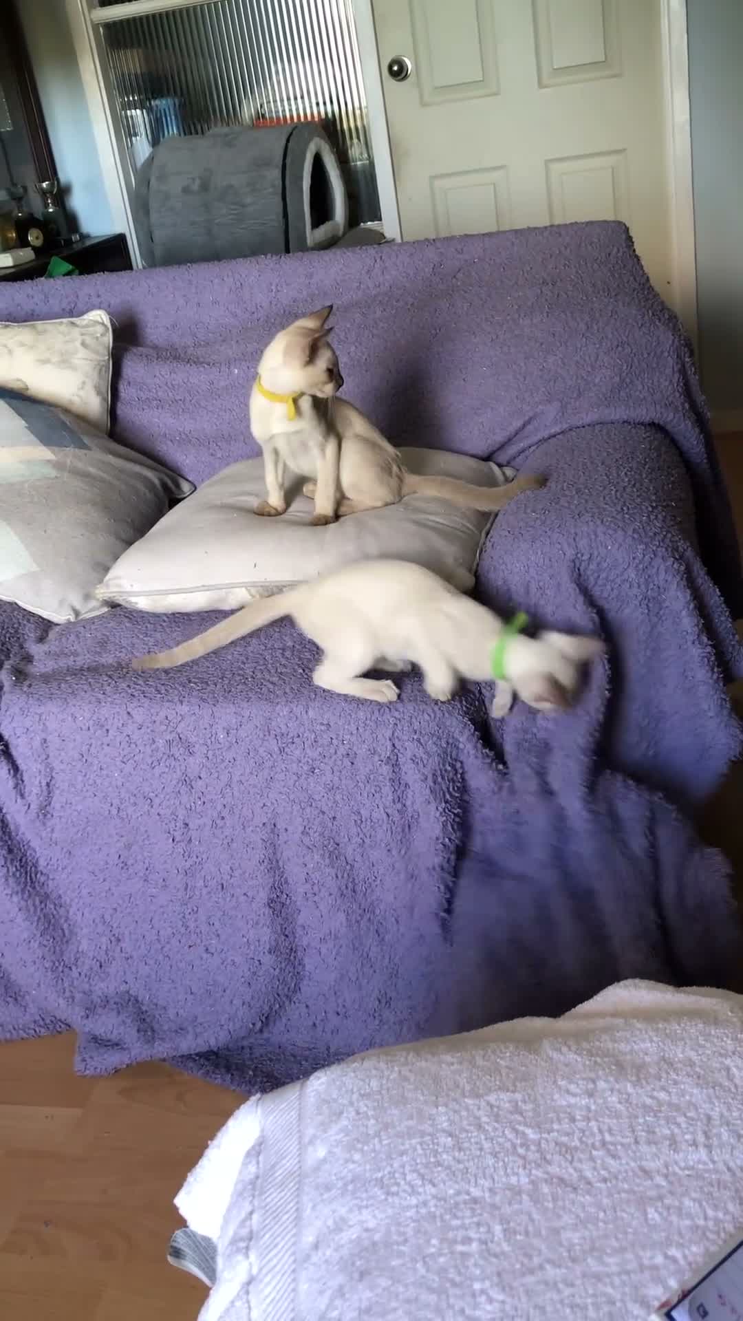 Tonkinese cats for sale: One boy, one girl beautiful Tonkinese kittens - Video 2