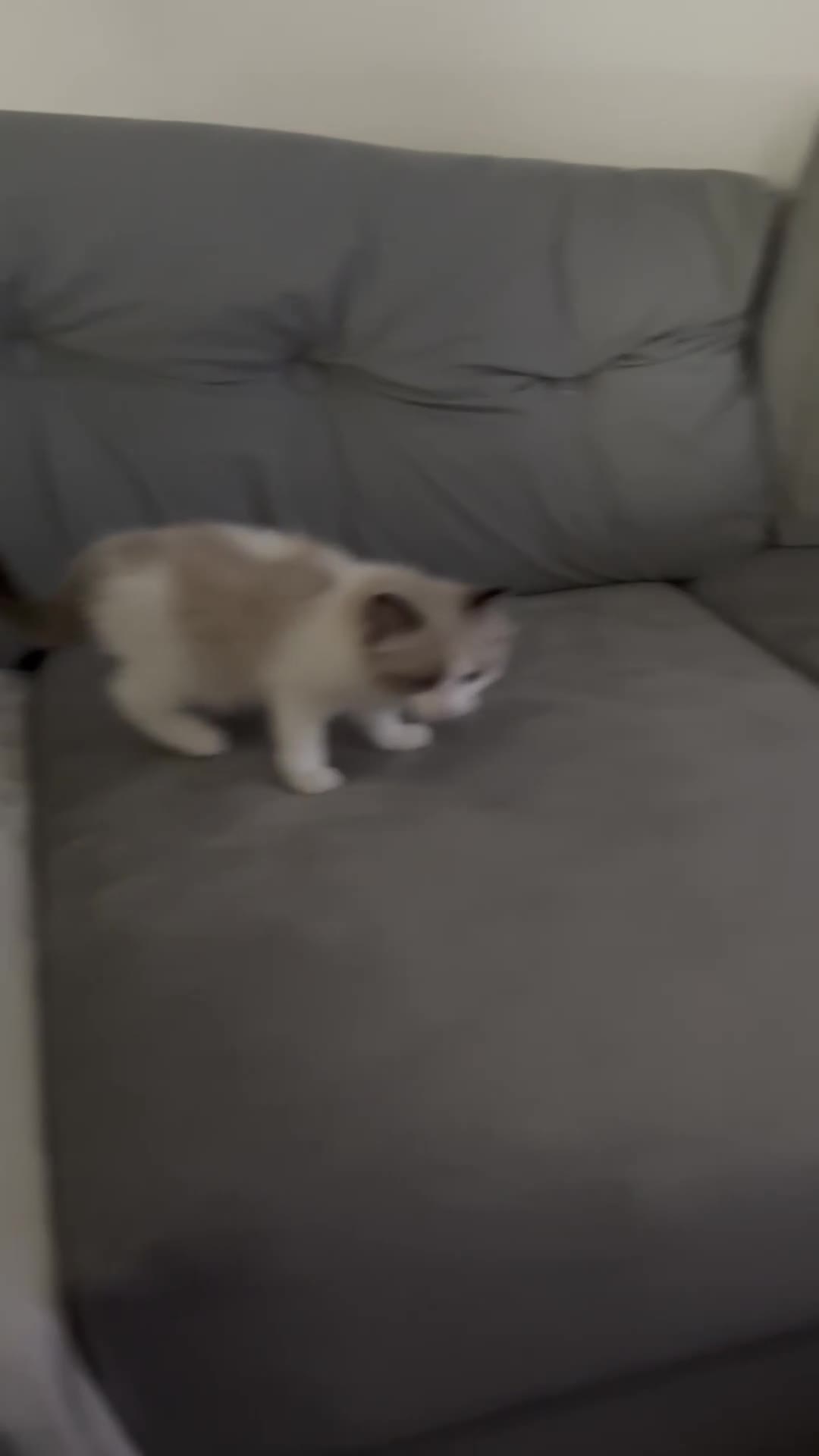 Ragdoll cats for sale: Beautiful two GCCF kittens. Blue Bicolour Ragdolls - Video 1