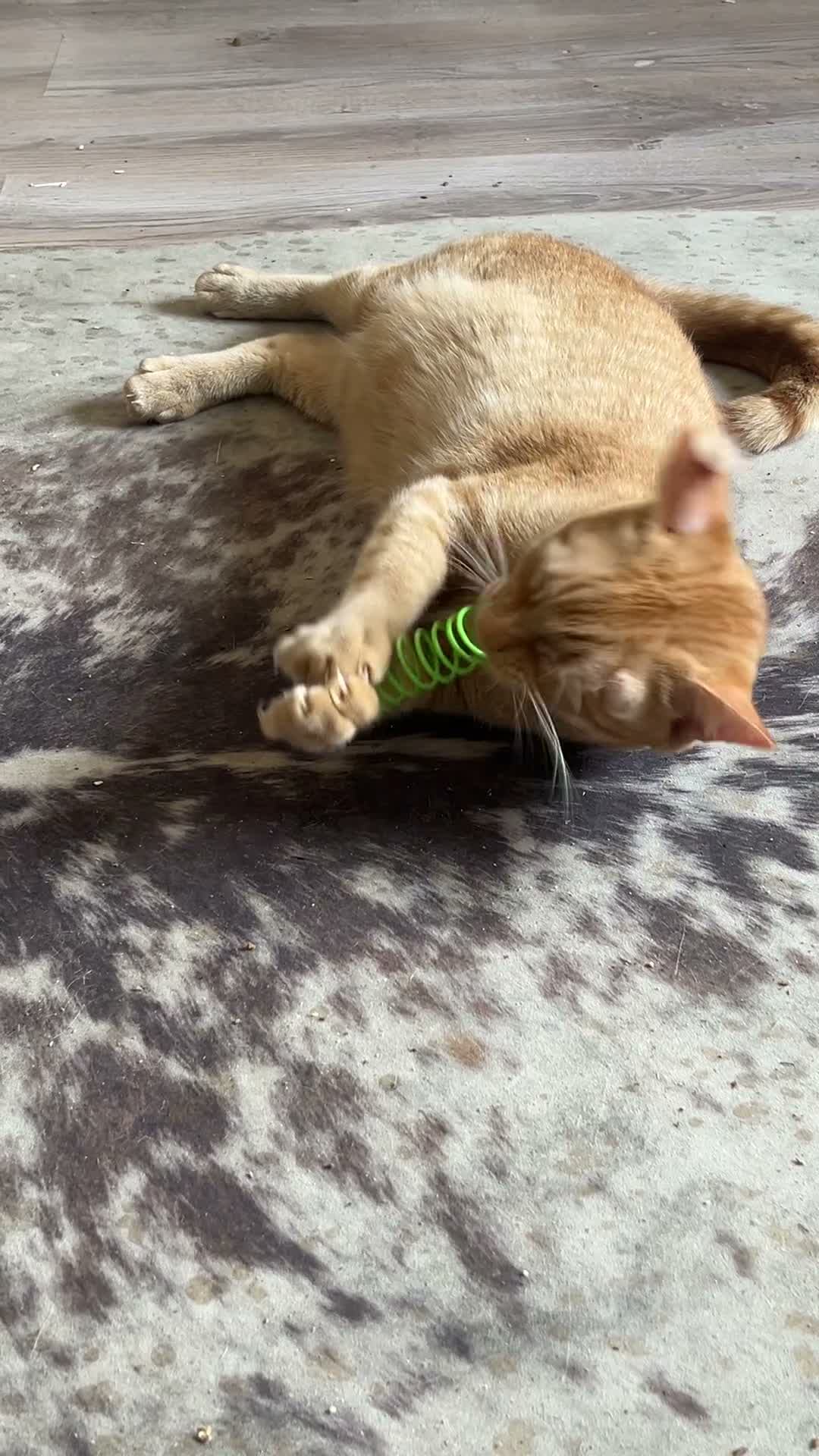 Mixed Breed cats for sale: Male ginger cat in Chatham - Video 1