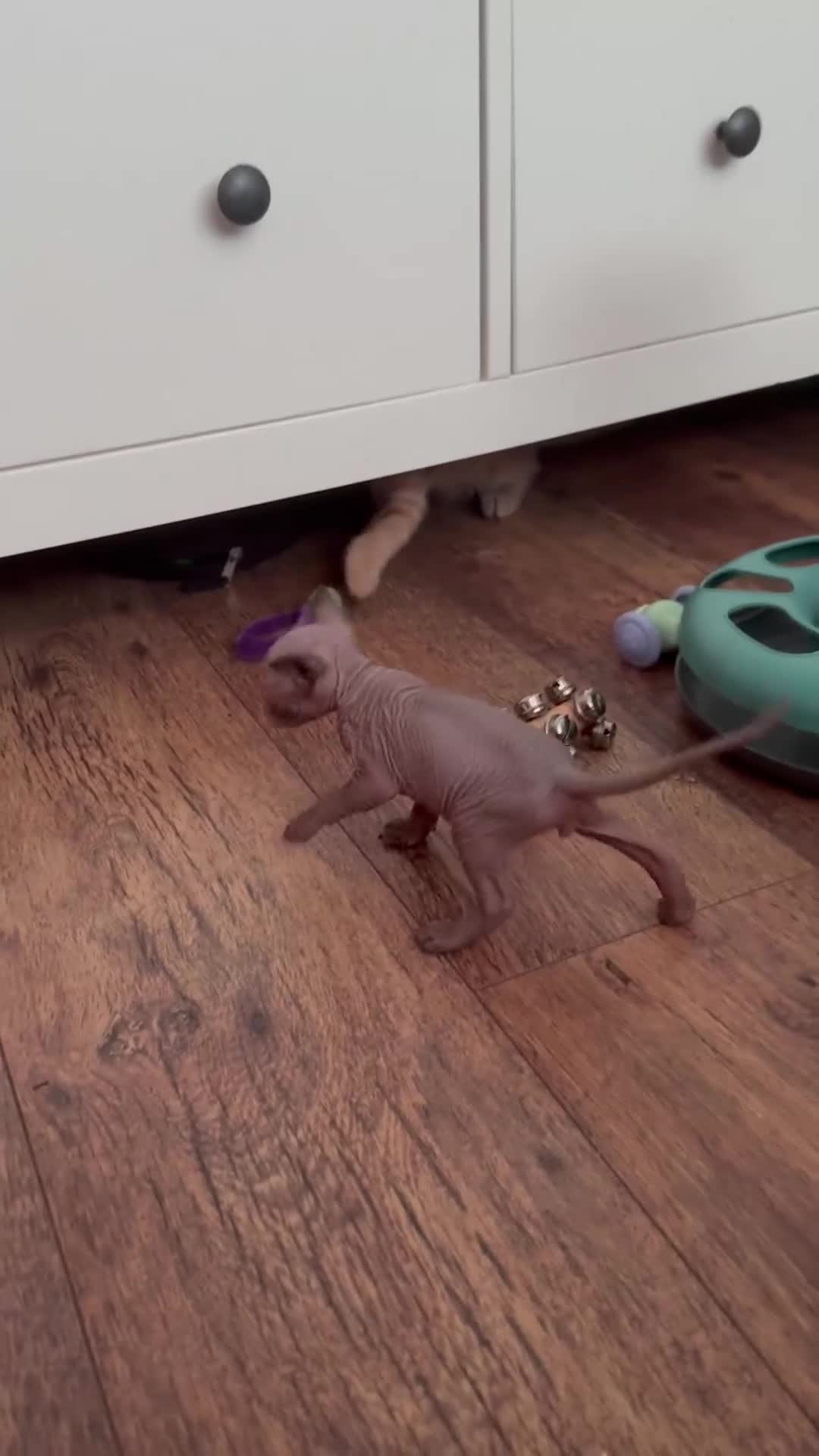 Sphynx cats for sale: Amazing kitten looking for family  - Video 1