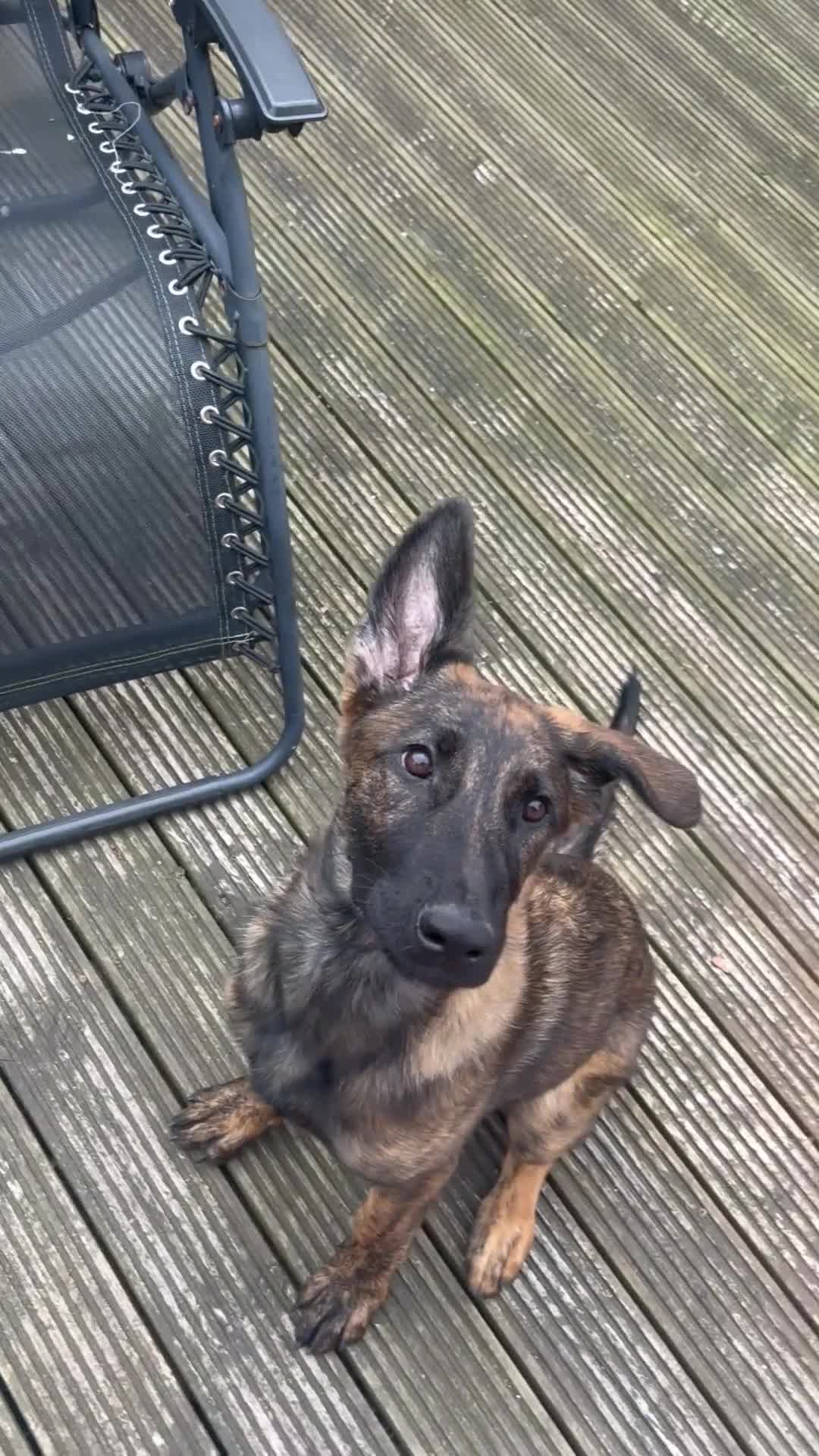 German Shepherd dogs for sale: Dutch herder X GSD  in Wakefield - Video 1
